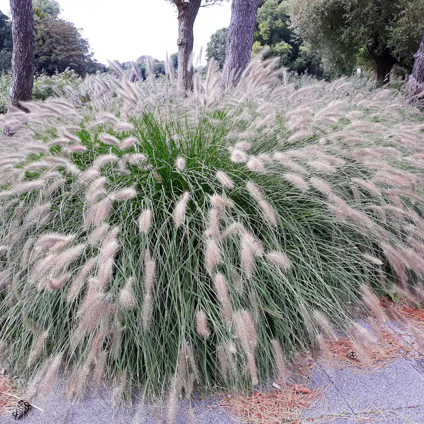 Planta Omnia Garden Lampborstgräs Hameln