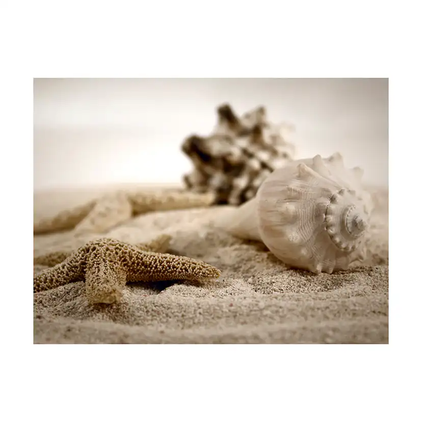 Fototapet Arkiio Strand Och Mussla