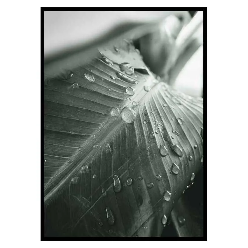 Poster Gallerix Palm Leaf Raindrops