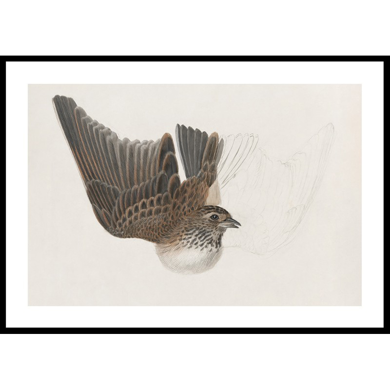 Poster Gallerix A Bird With Wings Spread By James Sowerby