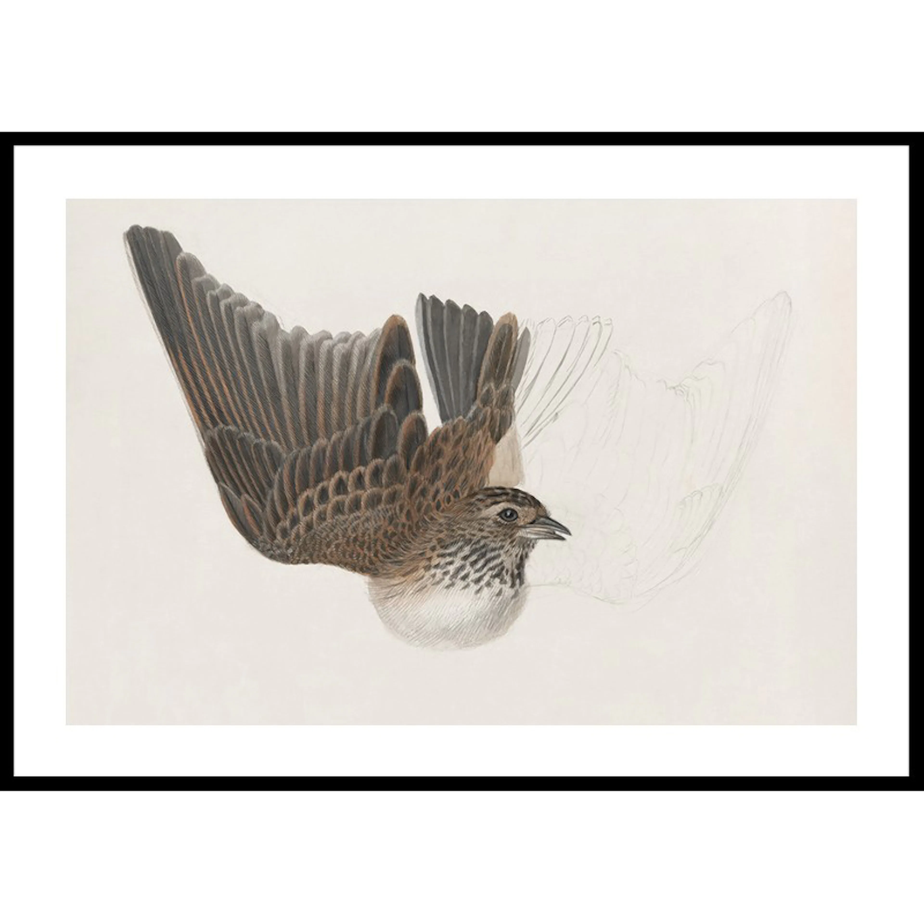 Poster Gallerix A Bird With Wings Spread By James Sowerby