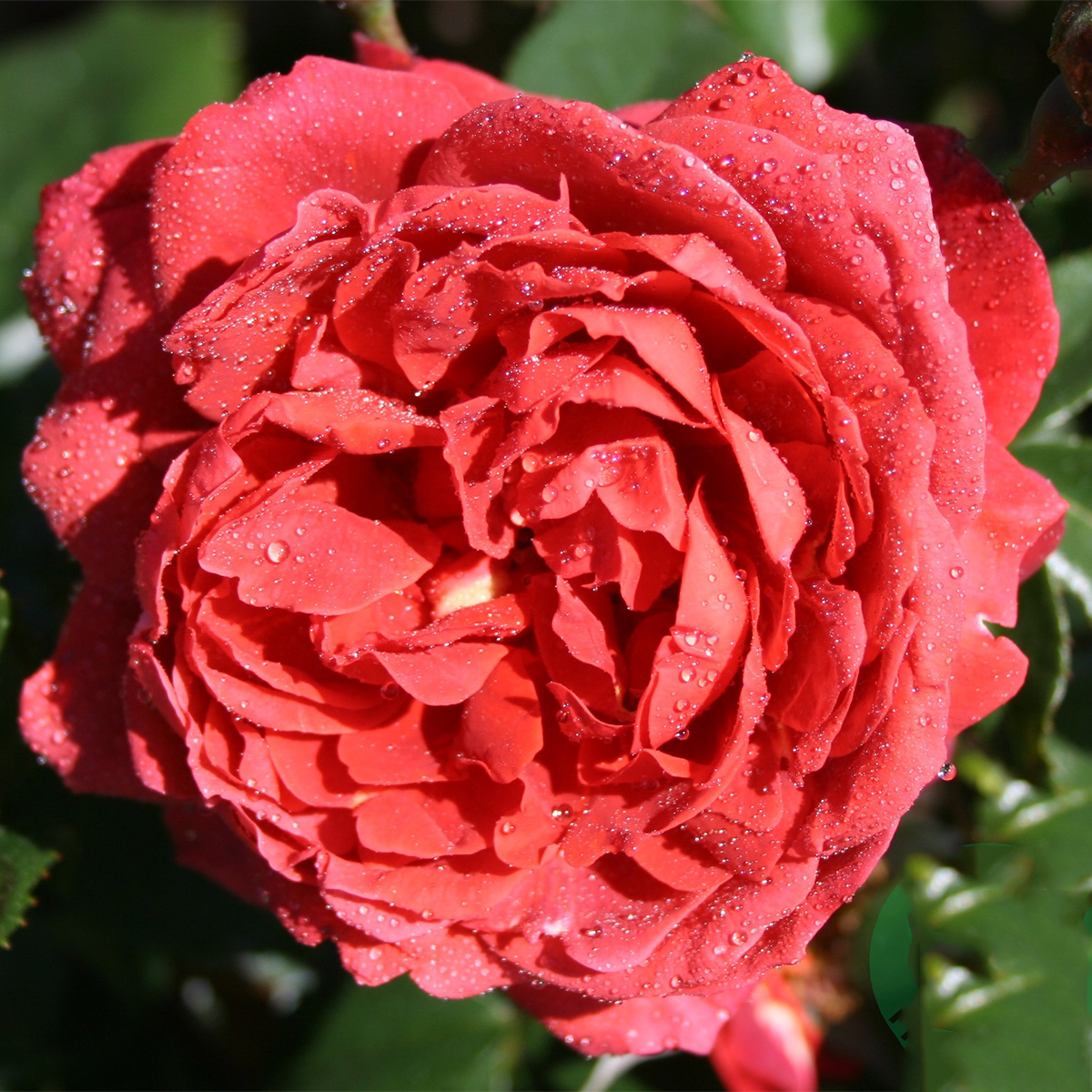 Flerblommig Rabattros Omnia Garden Hot Chocolate