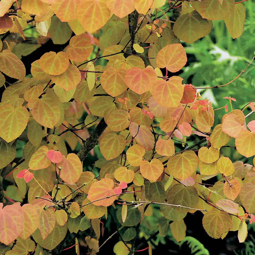 Prydnadsbuske Omnia Garden Katsura