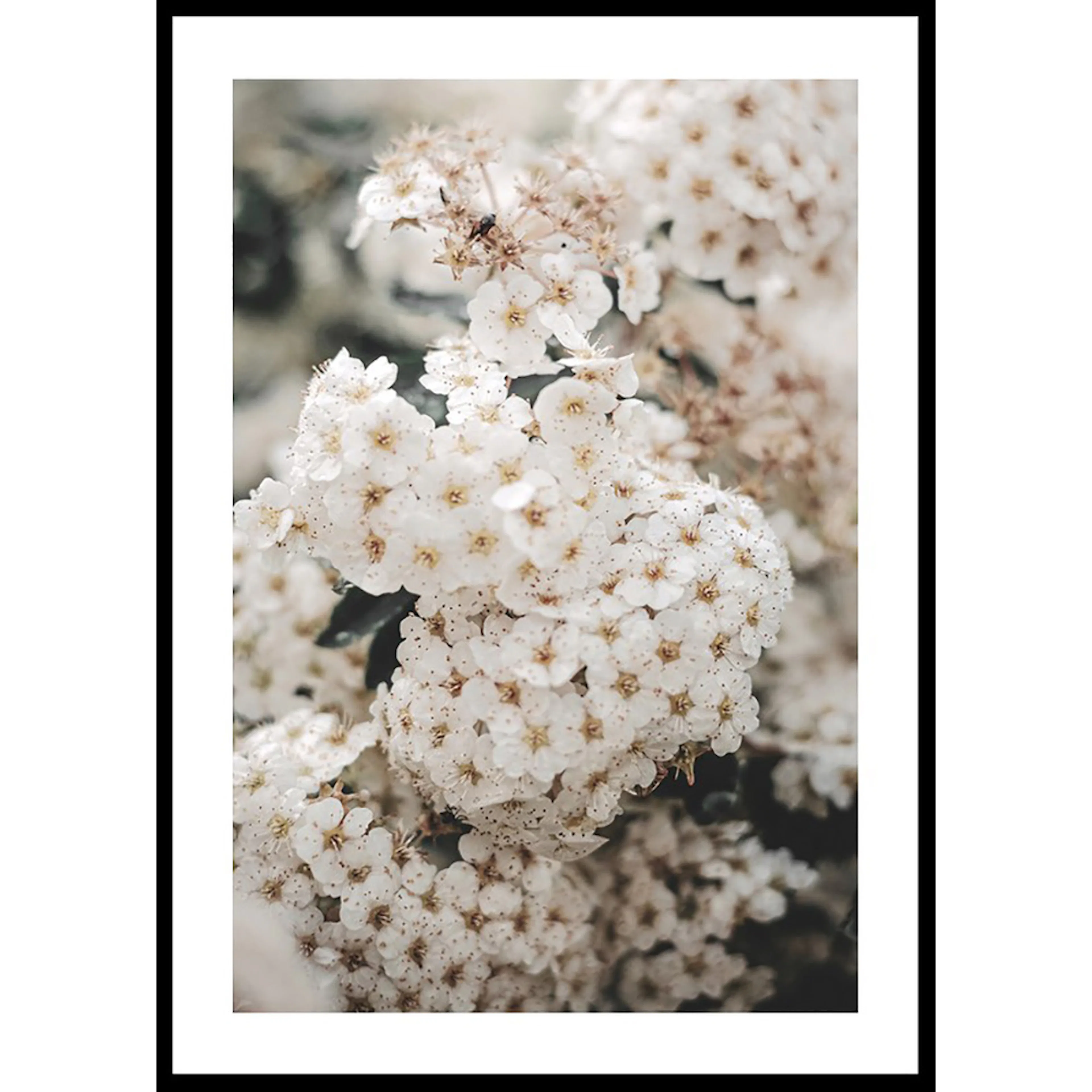 Poster Gallerix White Spring Flowers