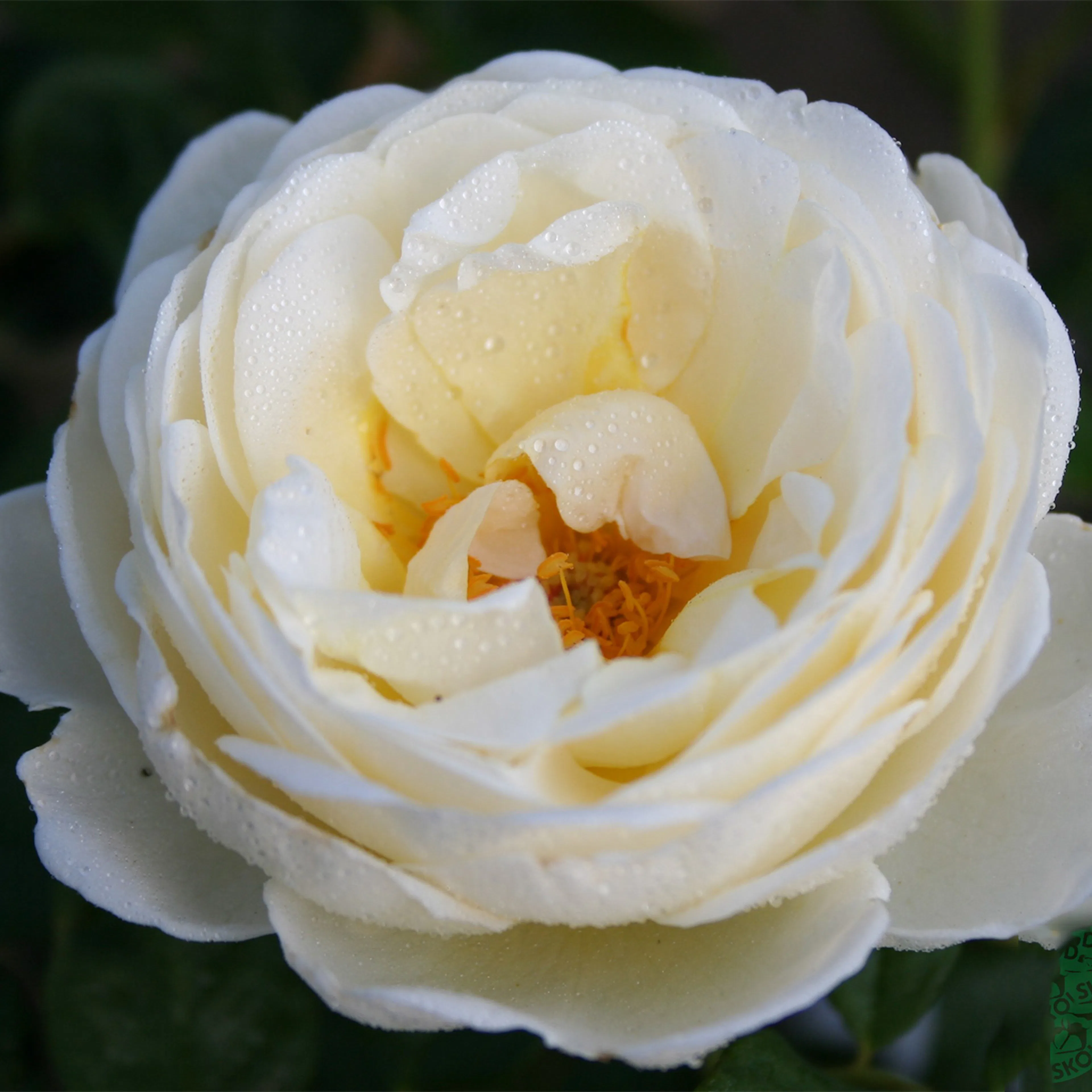 Rosa "Uetersener Klosterroser", 10-pack 10-pack