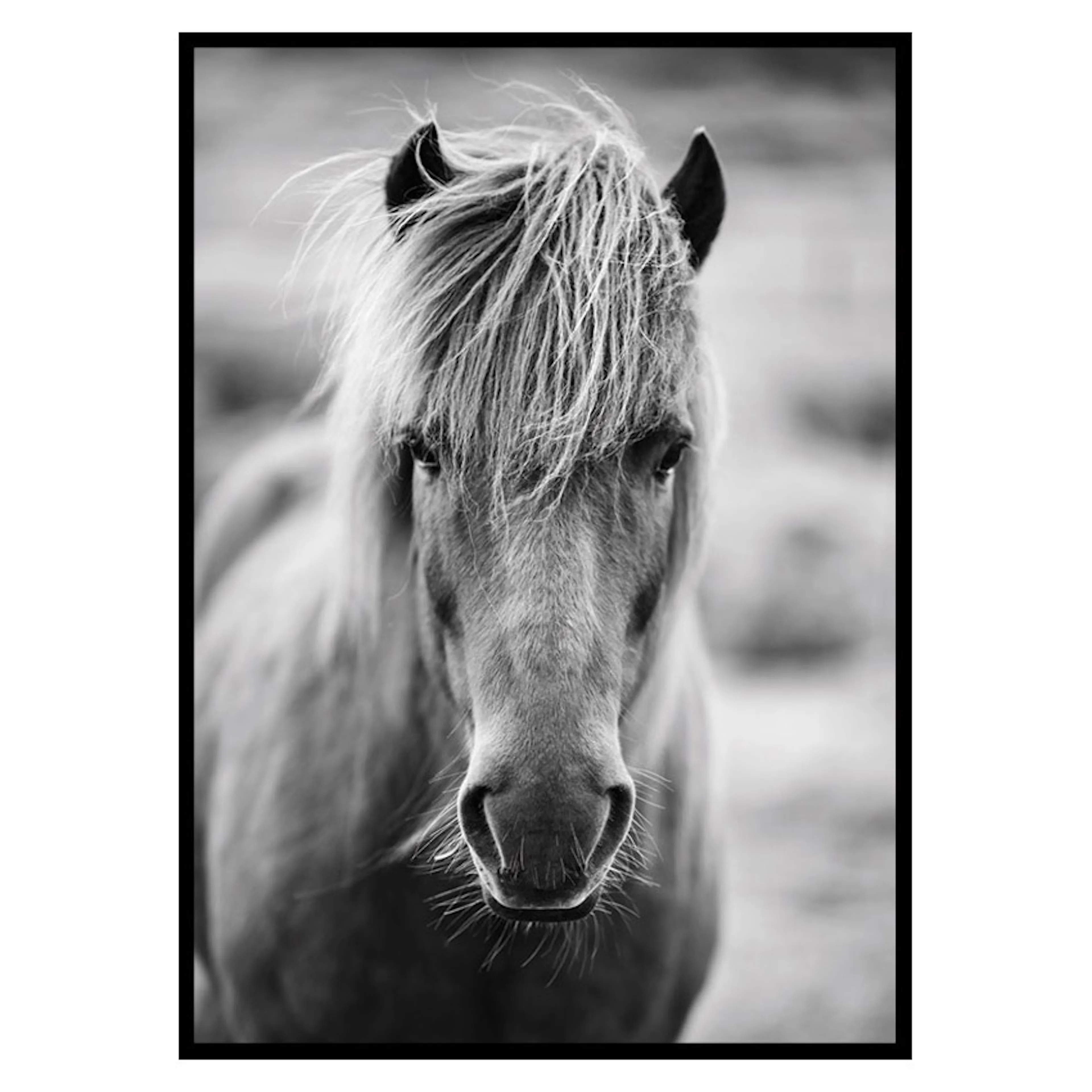 Poster Gallerix Icelandic Horse B&W