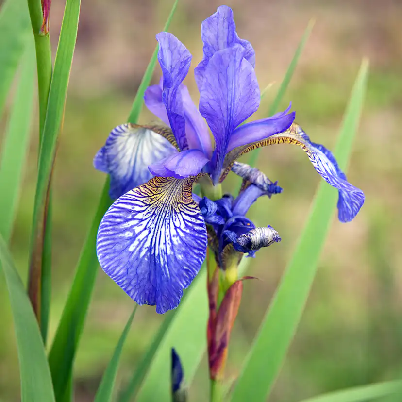 Planta Perenn Omnia Garden Rabattiris Blue King Strandiris