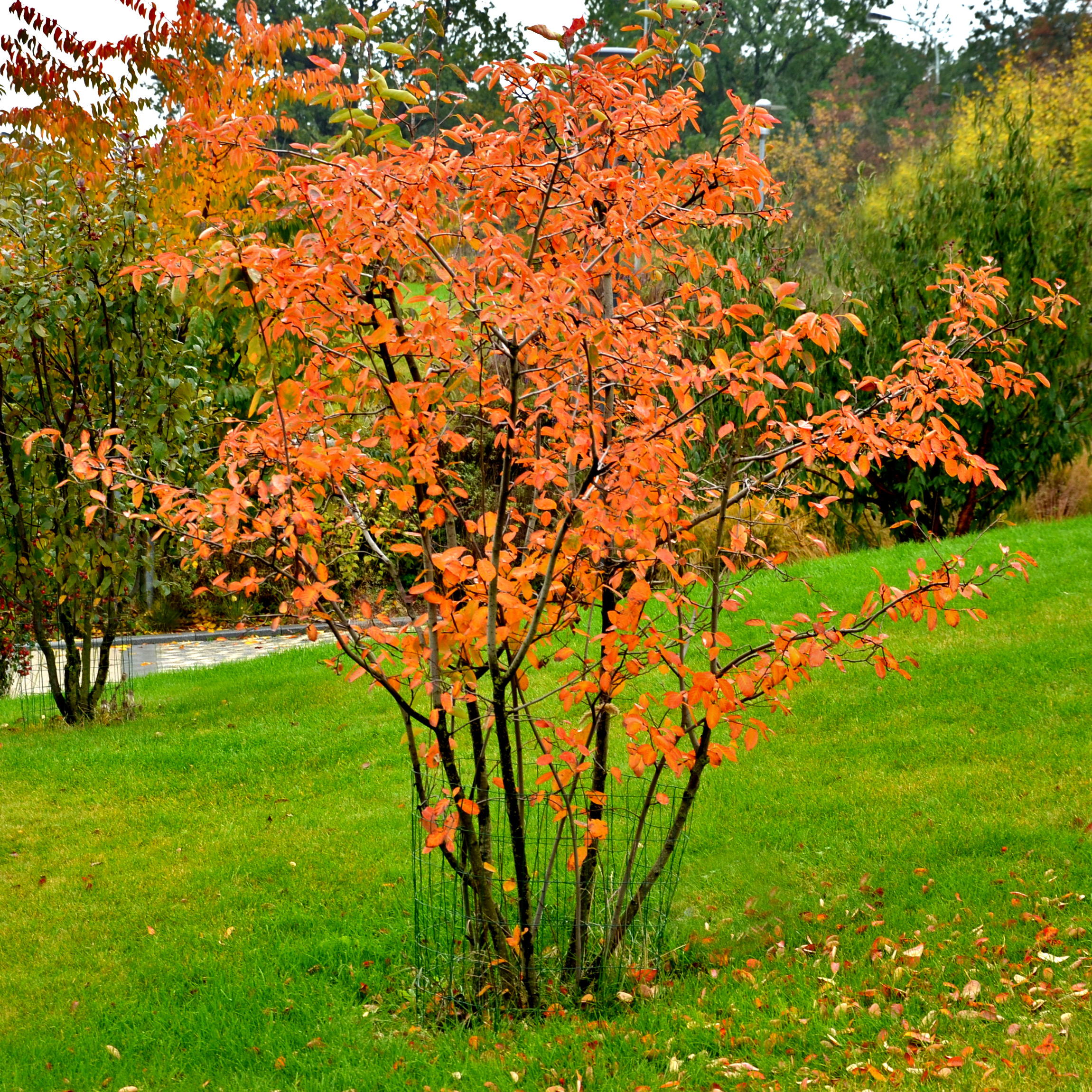 Planta Häggmispel Omnia Garden 20-40cm Krukodlade