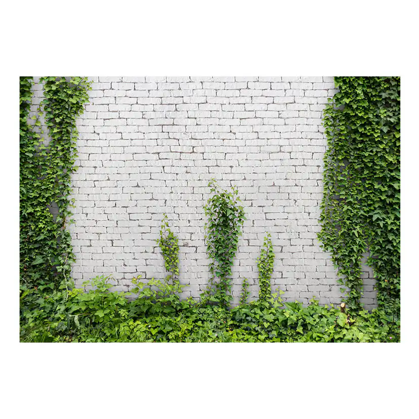 Fototapet Arkiio Creeping Ivy