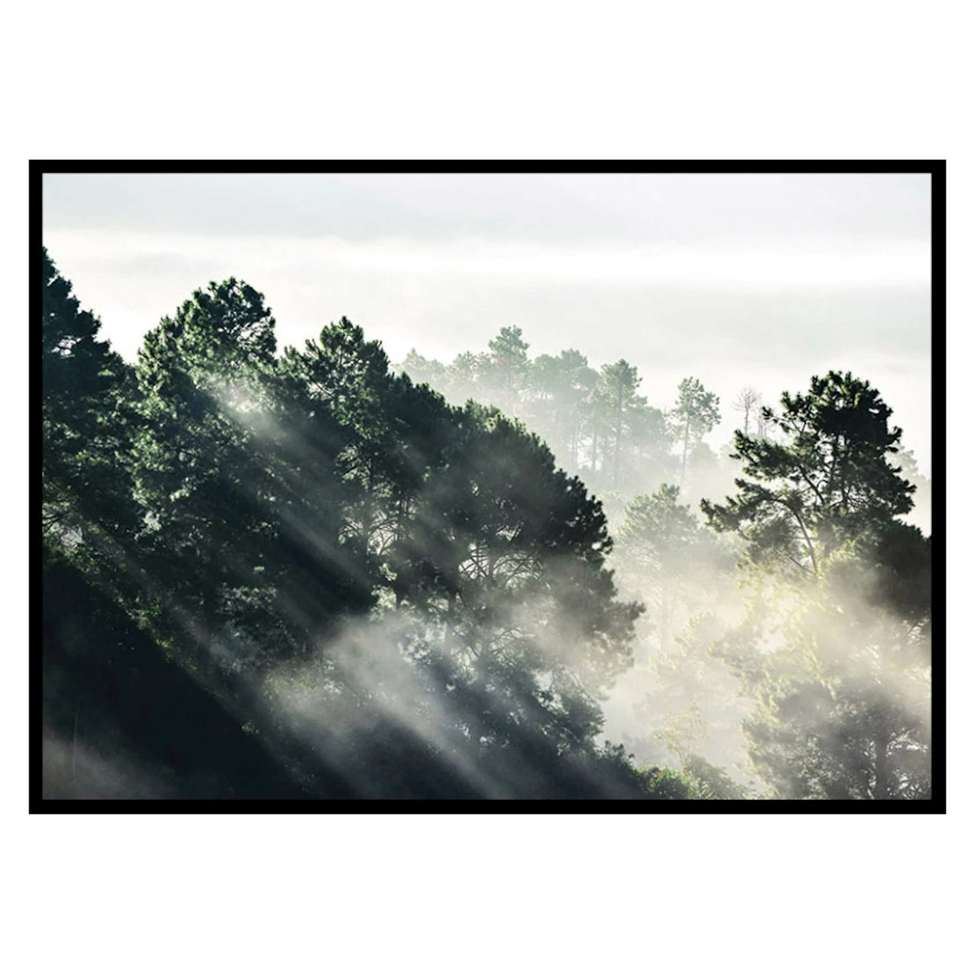 Poster Gallerix Sunlight Forest