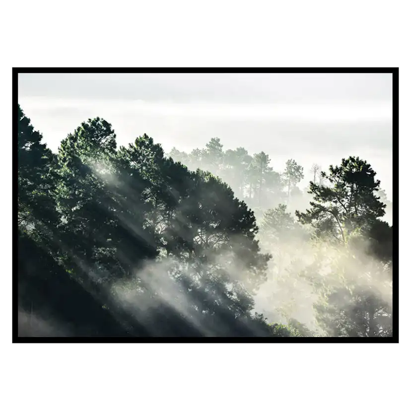 Poster Gallerix Sunlight Forest
