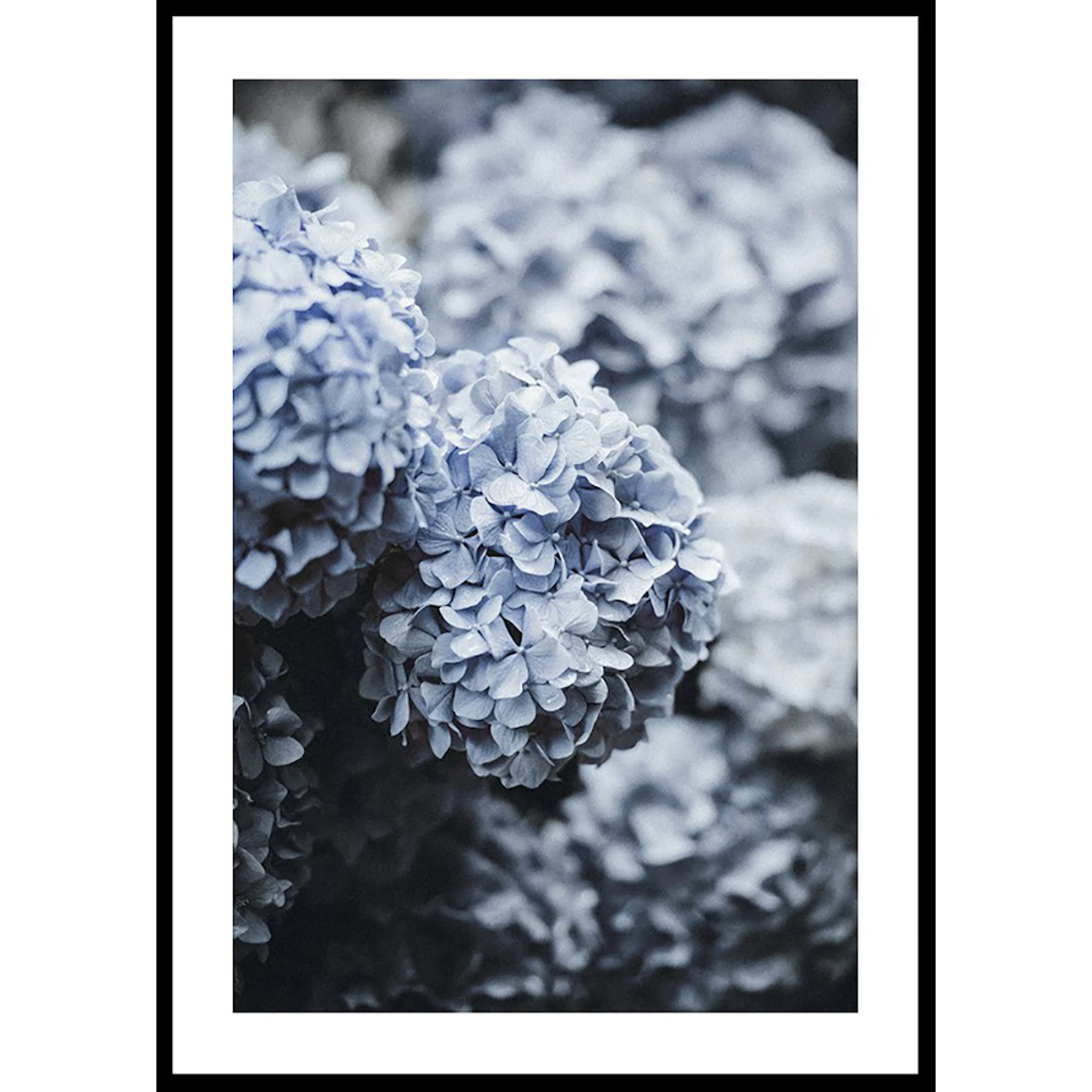 Poster Gallerix Blue Hydrangea