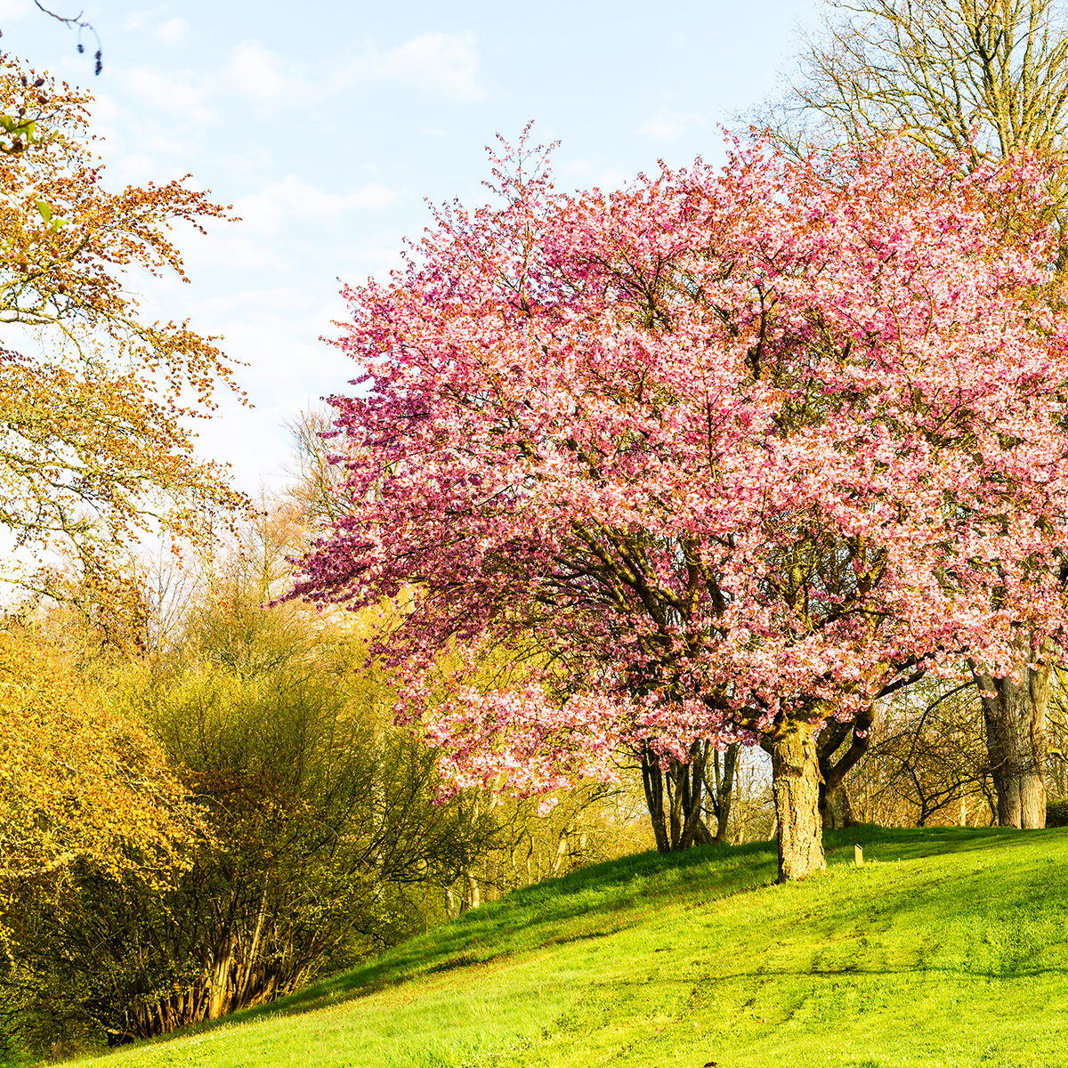 Bergkörsbär Omnia Garden Japanskt Prydnadsträd 300-400 cm, Rosa/Mörkröd Blomning, Alleträd, Högstamsträd