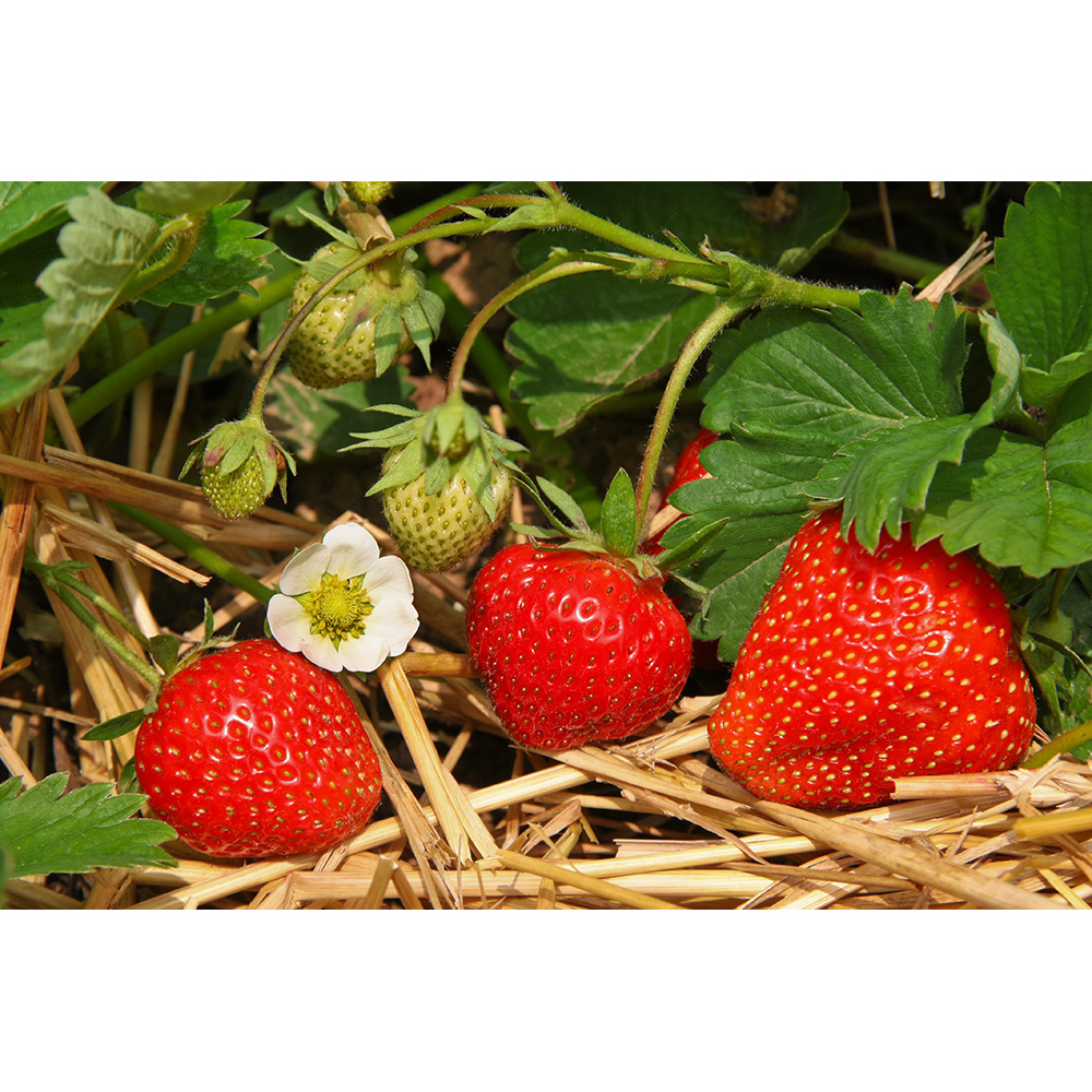 Jordgubbe Omnia Garden Fragaria Ananassa Salsa