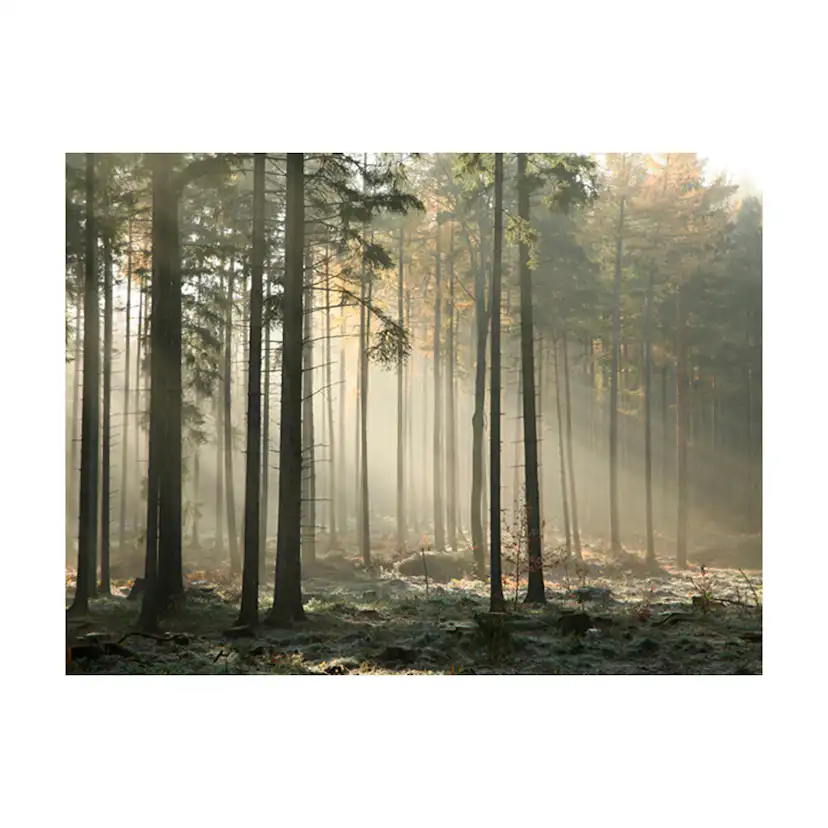 Fototapet Arkiio Foggy November Morning