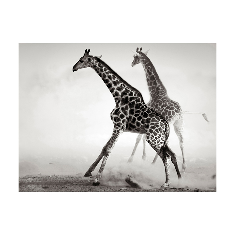 Giraffer 200x154 Storlek: 200x154 cm