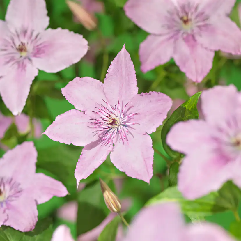 Klätterväxt Storblommig Klematis Omnia Garden Hagley Hybrid 40-60 cm