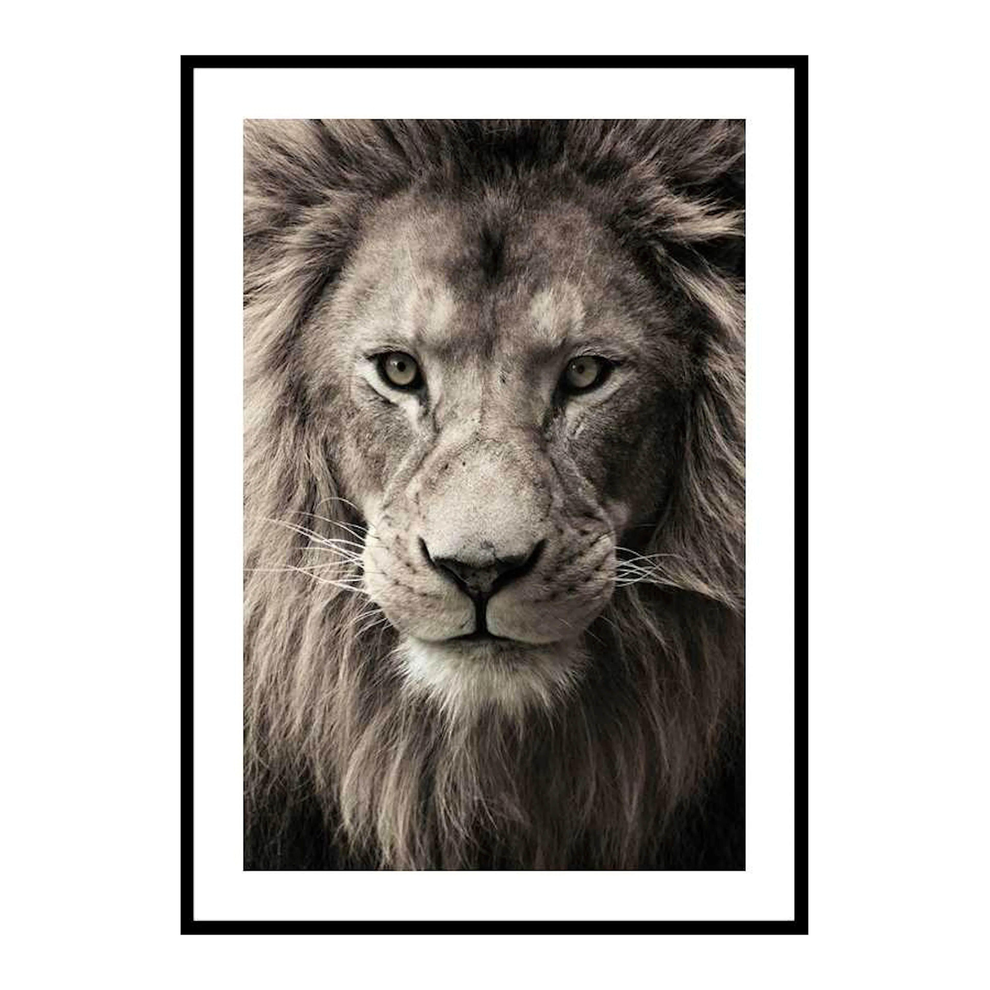 African Lion 50x70 cm