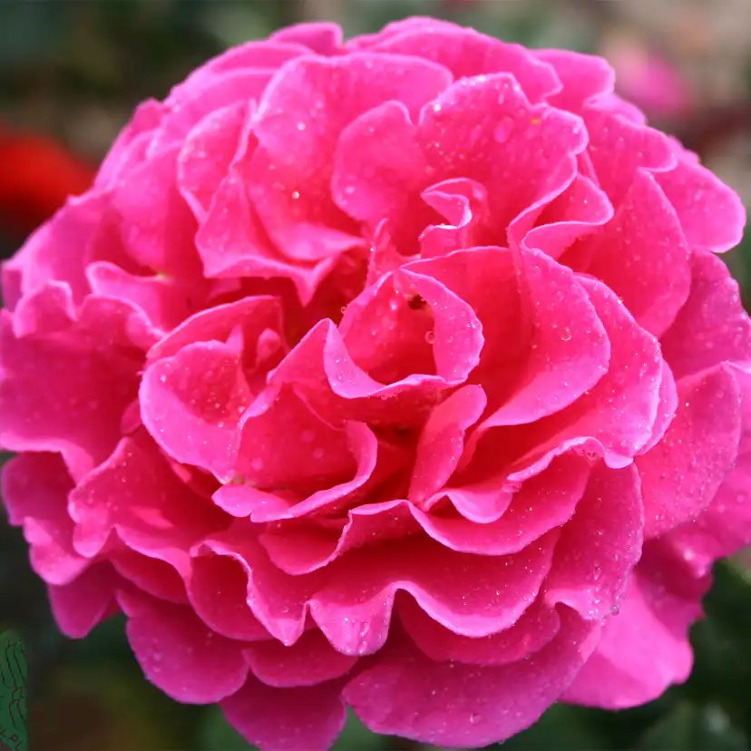 Storblommig Buskros Omnia Garden Prinsessa Alexandra