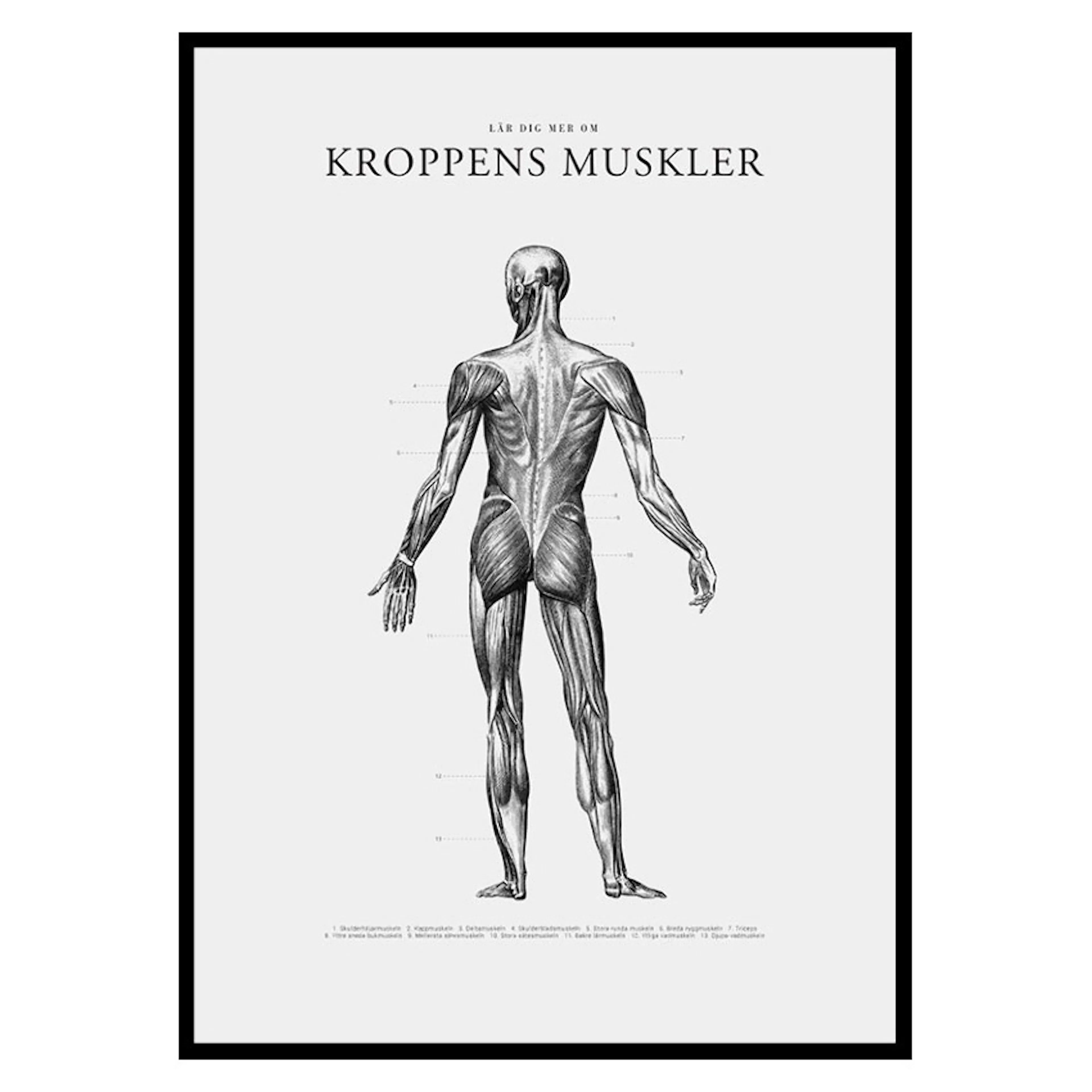 Poster Gallerix Kroppens Muskler Baksida