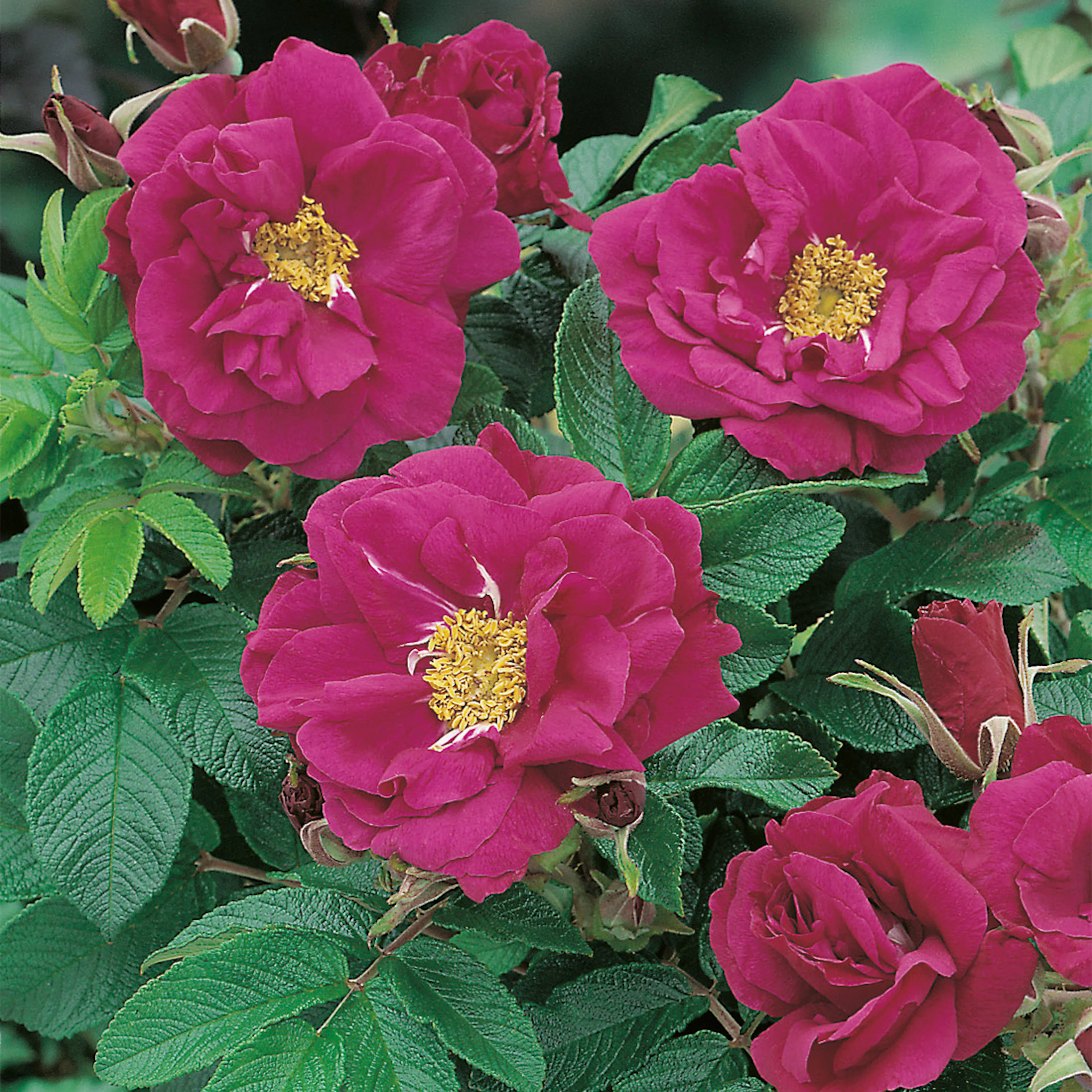 Rosa "Hansa", 1-pack 1-pack