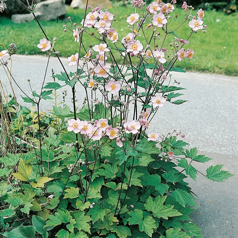 Planta Omnia Garden Höstanemon Königin Charlott