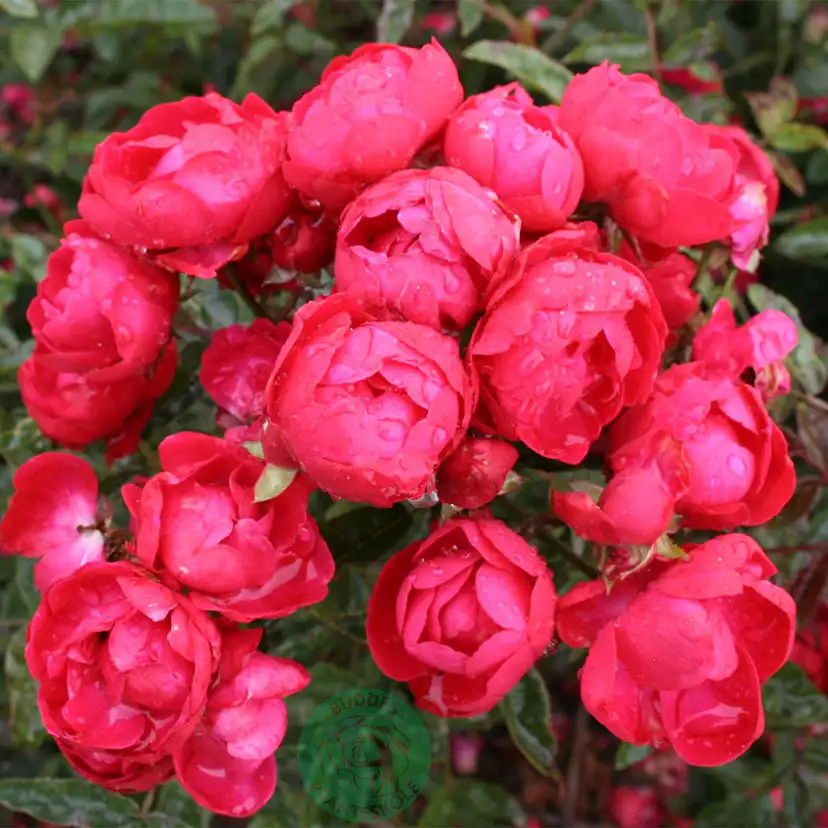 Marktäckande Ros Omnia Garden Morsdag