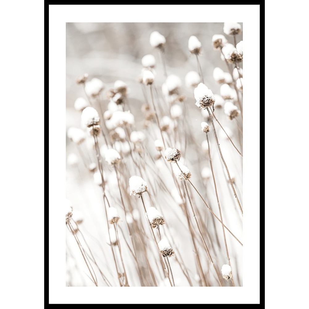 Poster Gallerix Snow Covered Dried Flowers