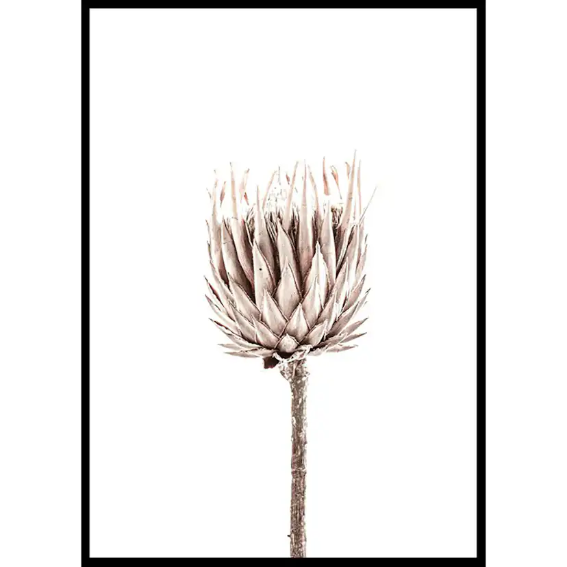Poster Gallerix Dried Flower Up Close