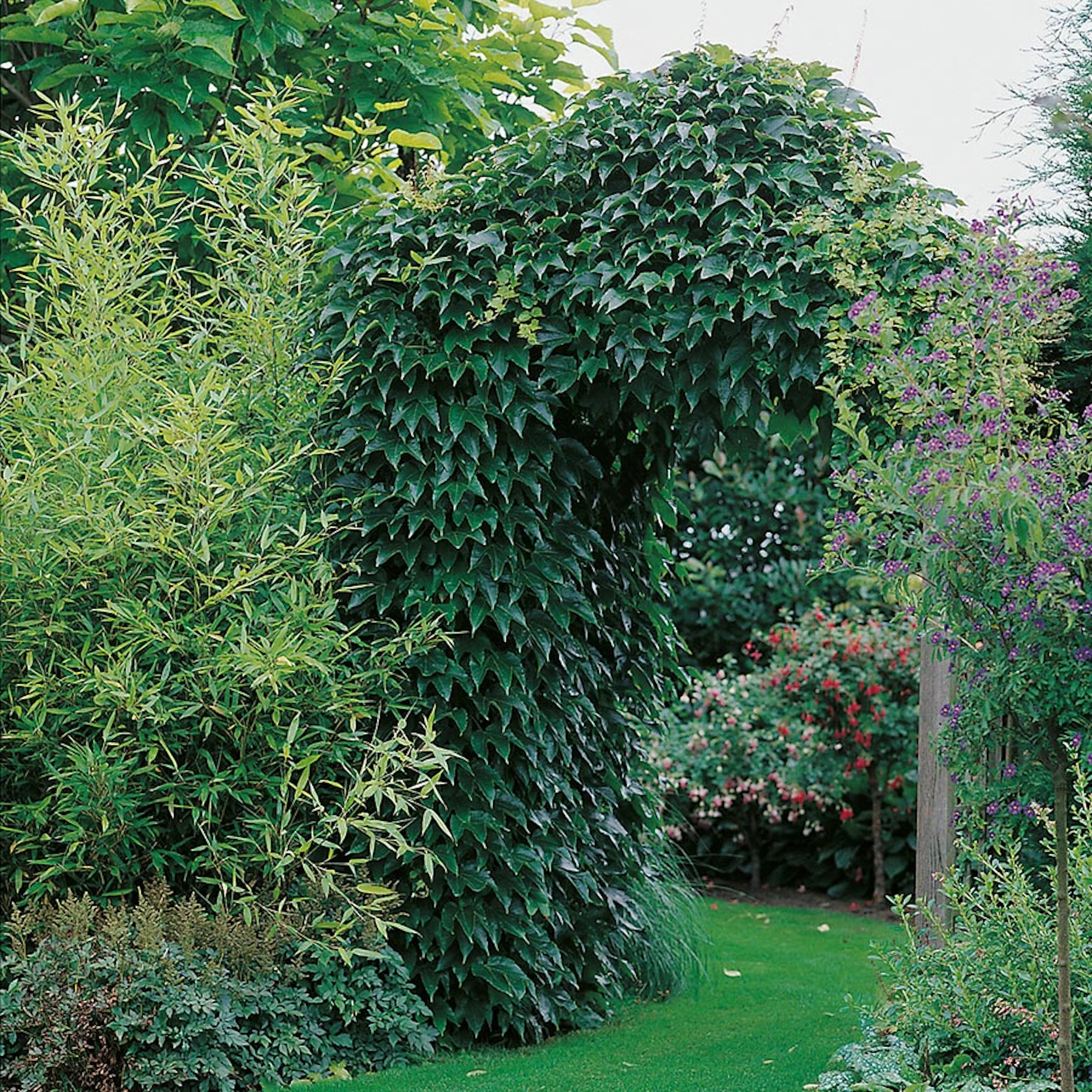 Klätterväxt Engelmannsvin Omnia Garden 40-60 cm