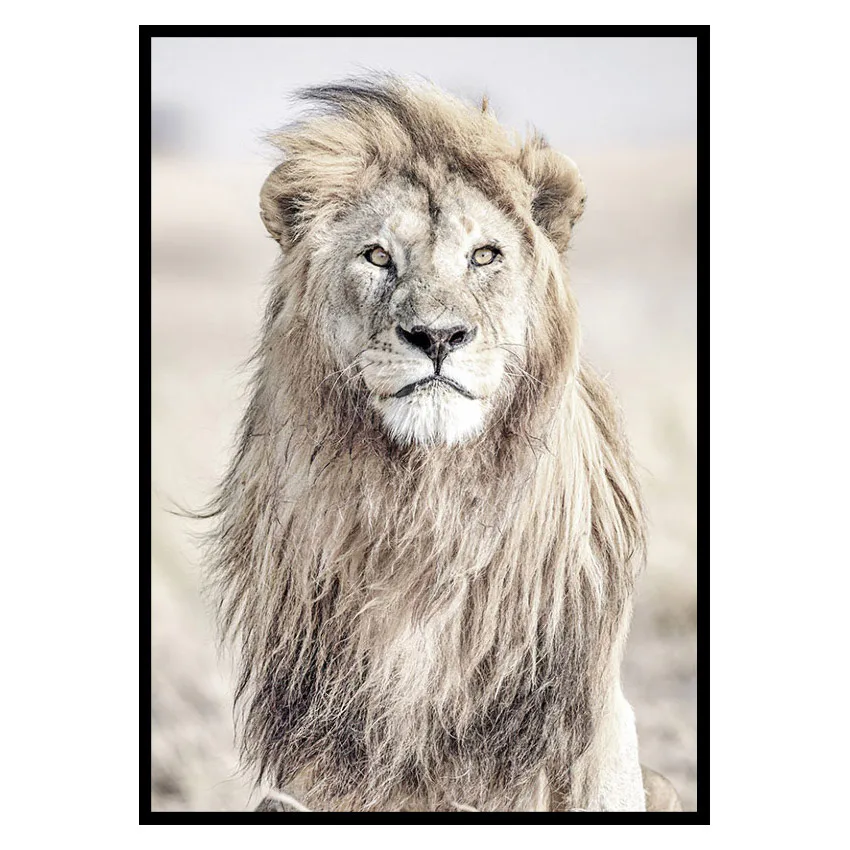 Poster Gallerix Majestic Lion Color
