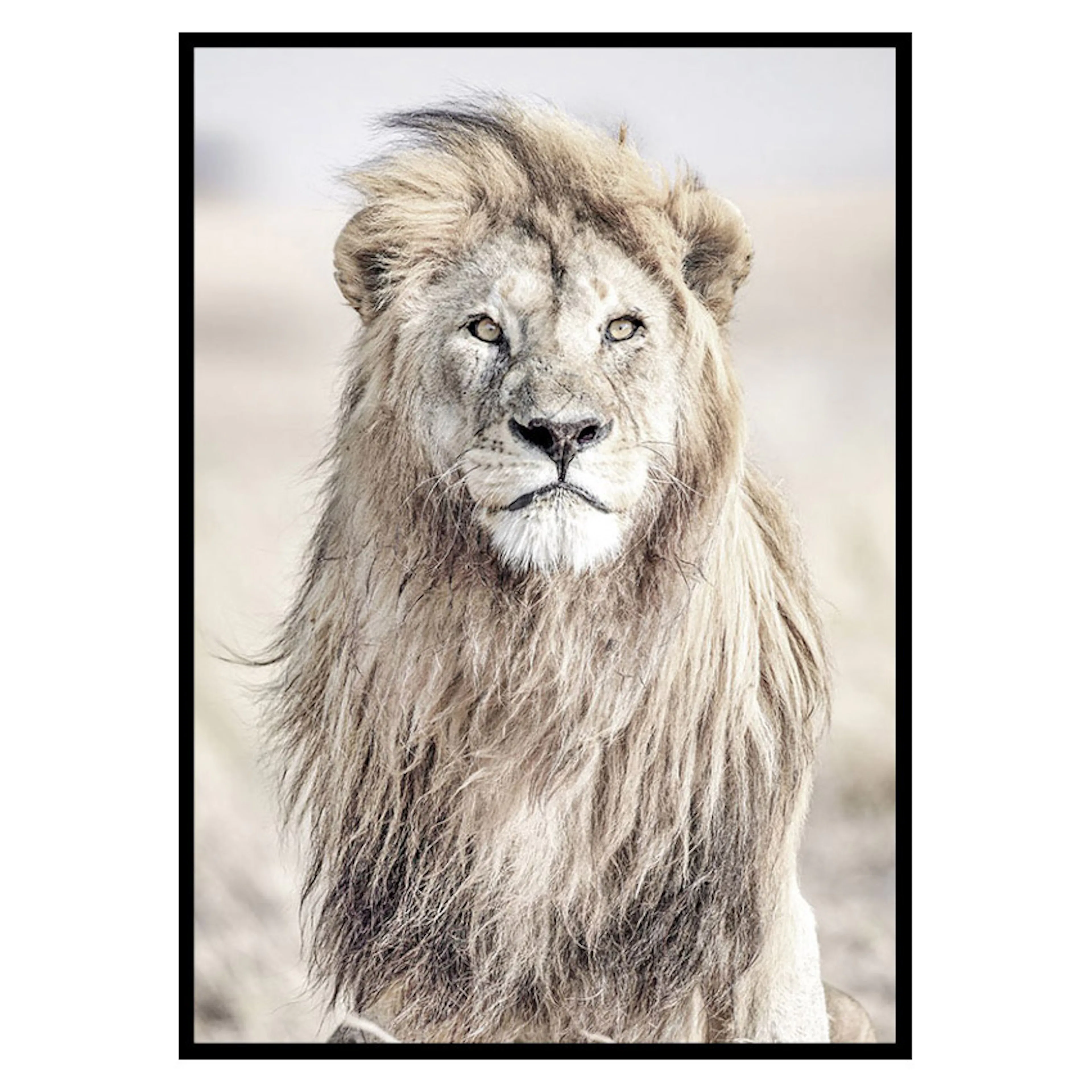 Poster Gallerix Majestic Lion Color