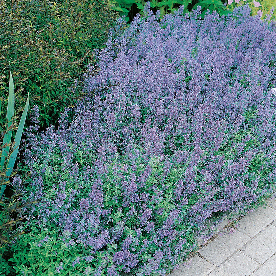 Planta Omnia Garden Kantnepeta