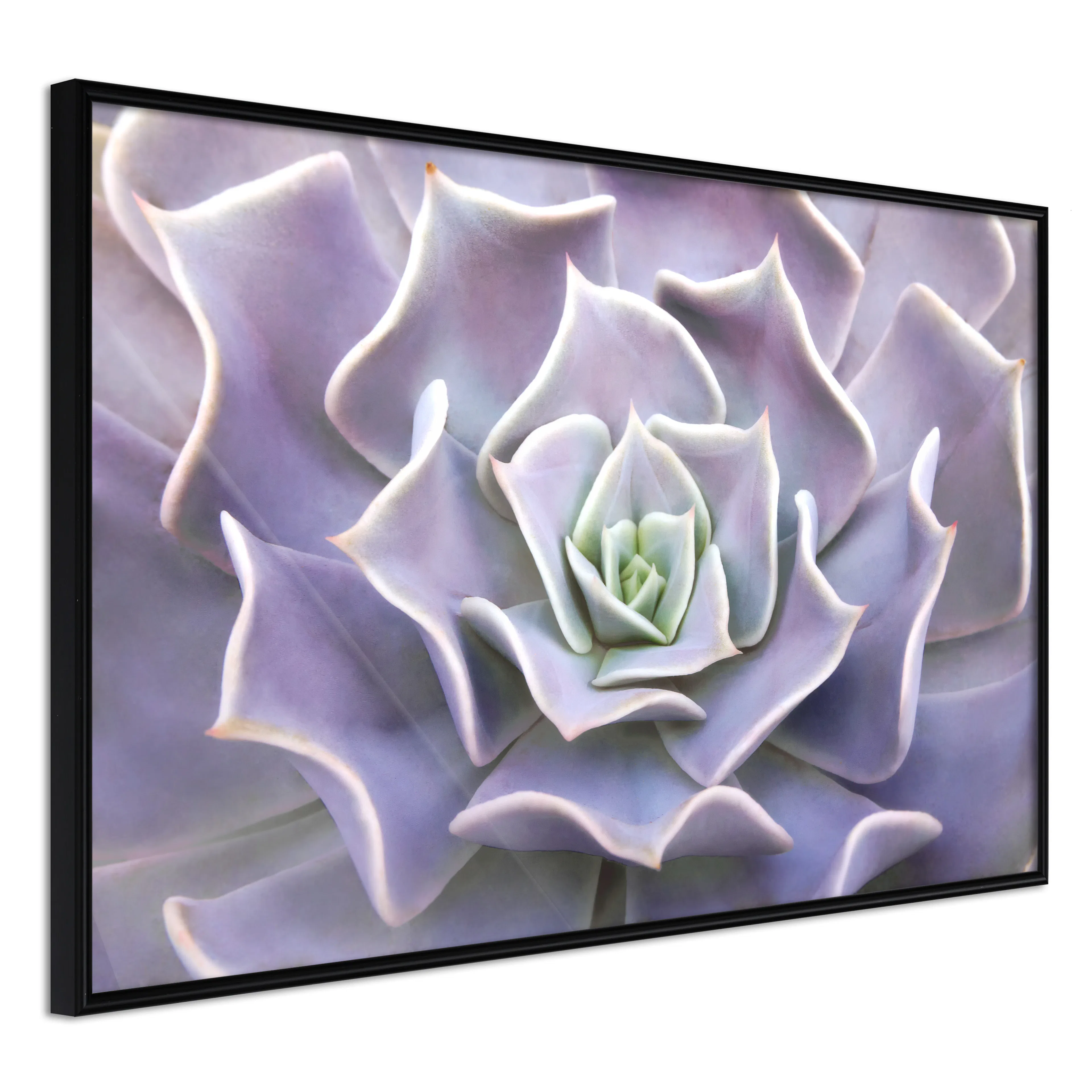 Affisch - Purple Succulent [Poster] 60x40 Svart ram, 60x40 cm