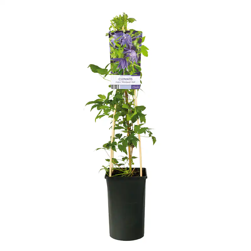 Klätterväxt Atragene Klematis Omnia Garden Maidwell Hall 40-60 cm