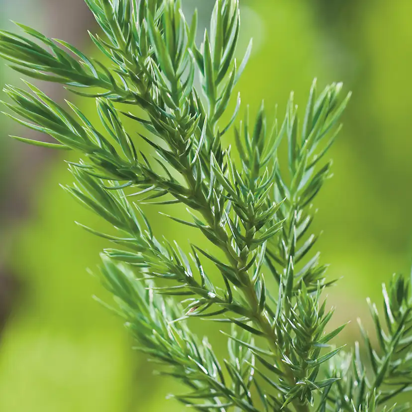 Prydnadsbuske Kinesisk En Omnia Garden Stricta