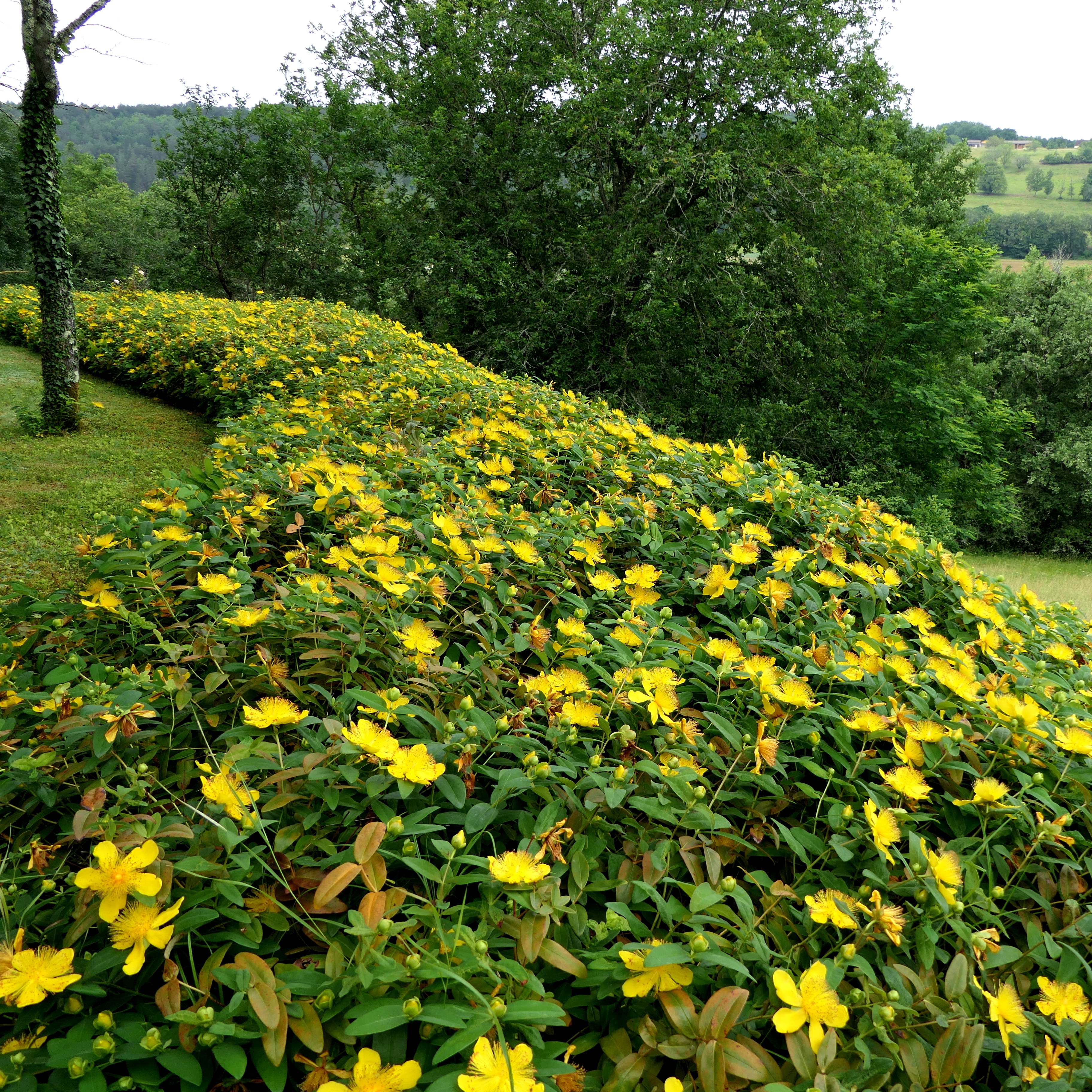 Planta Omnia Garden Prakthypericum