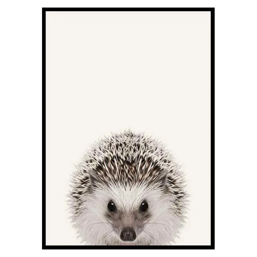 Poster Gallerix Baby Hedgehog