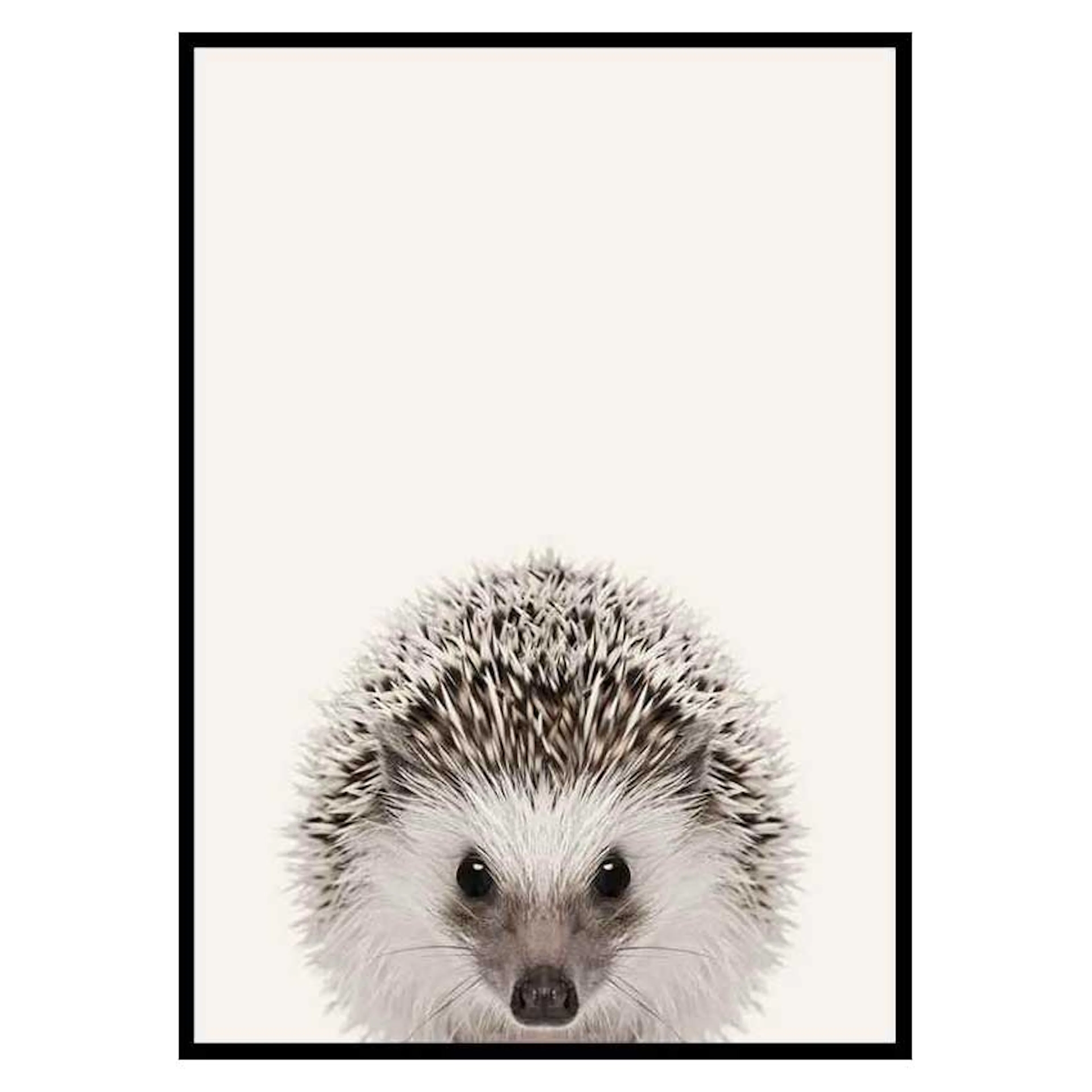 Poster Gallerix Baby Hedgehog