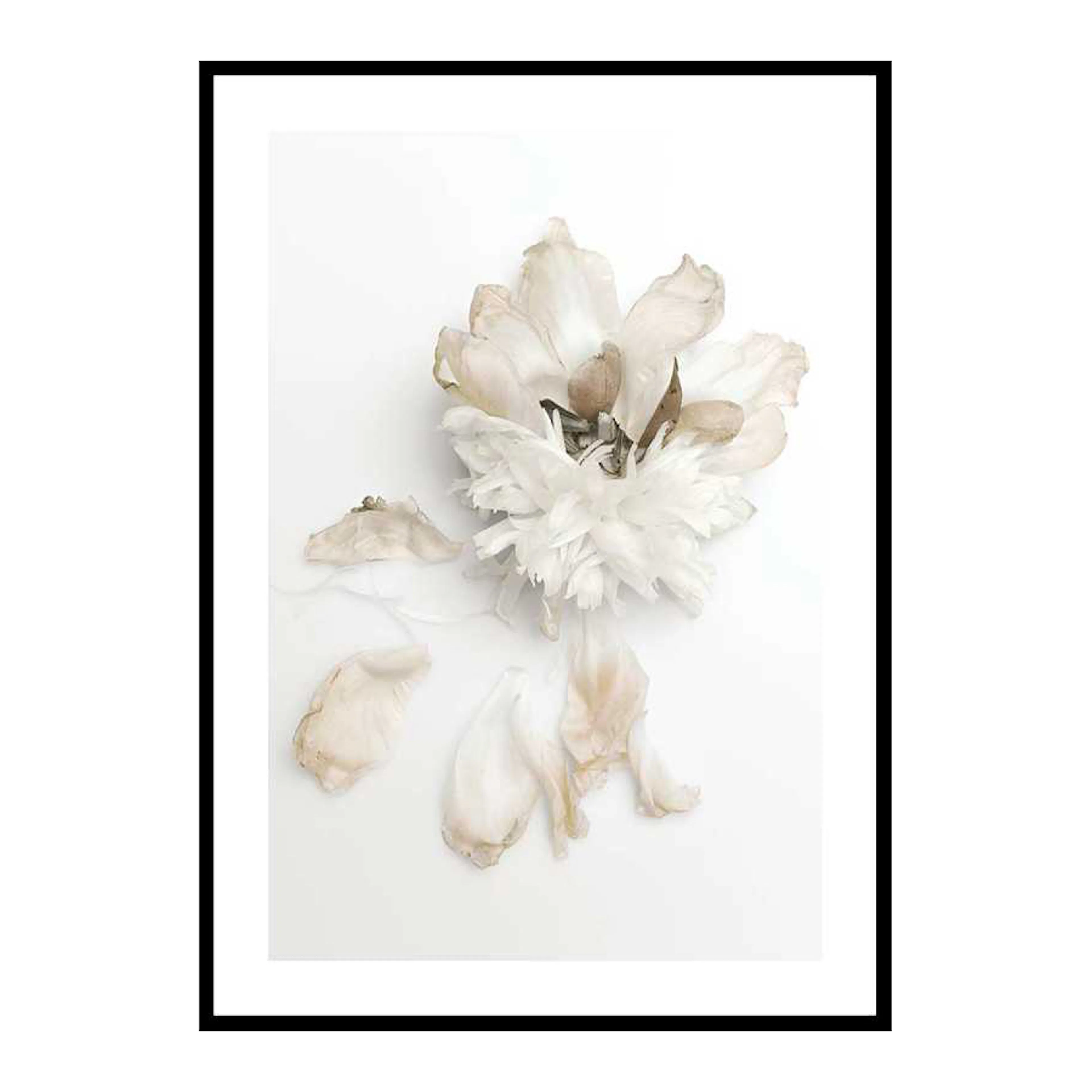 Peony Petals No2 50x70 cm