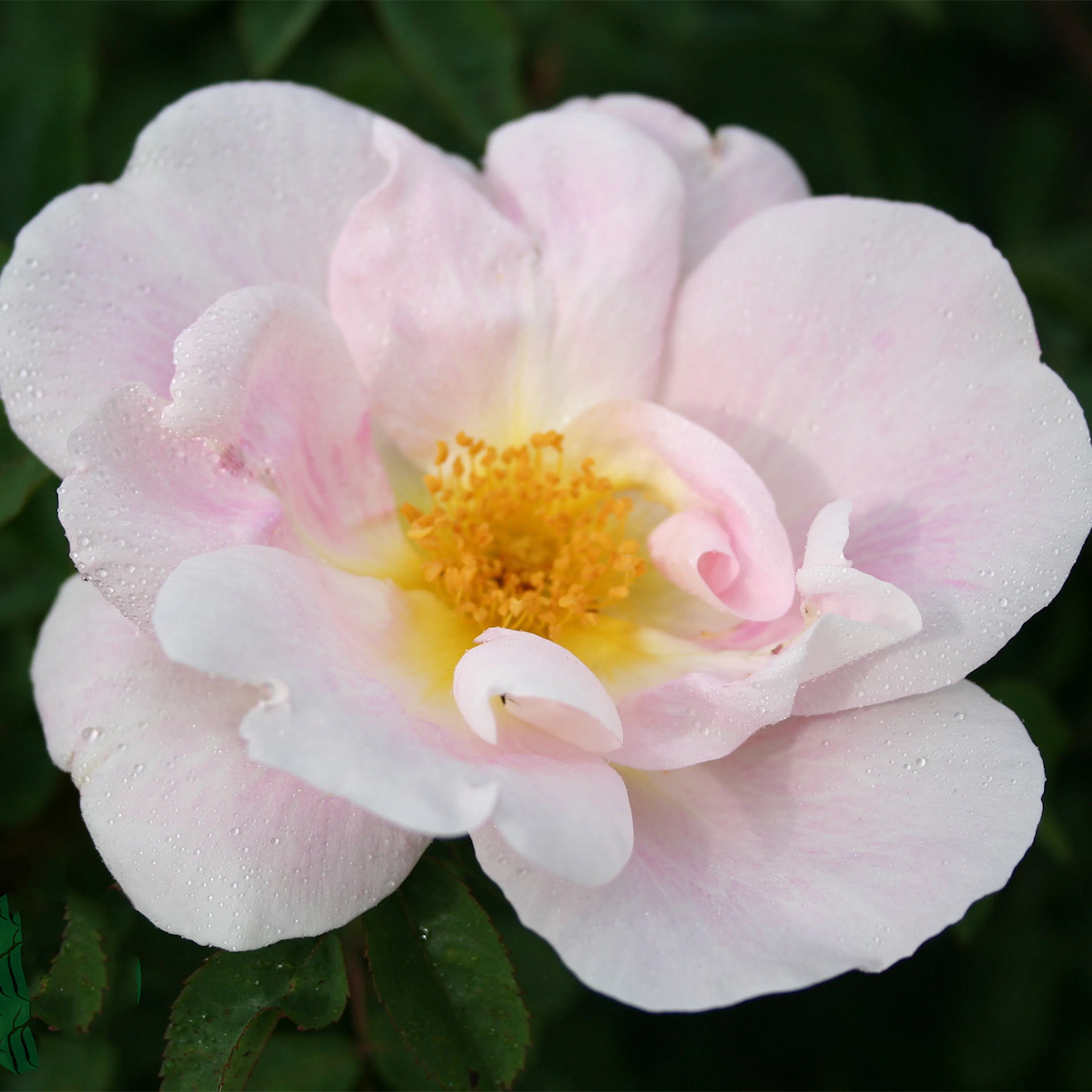 Rosa "Nevada", 1-pack 1-pack