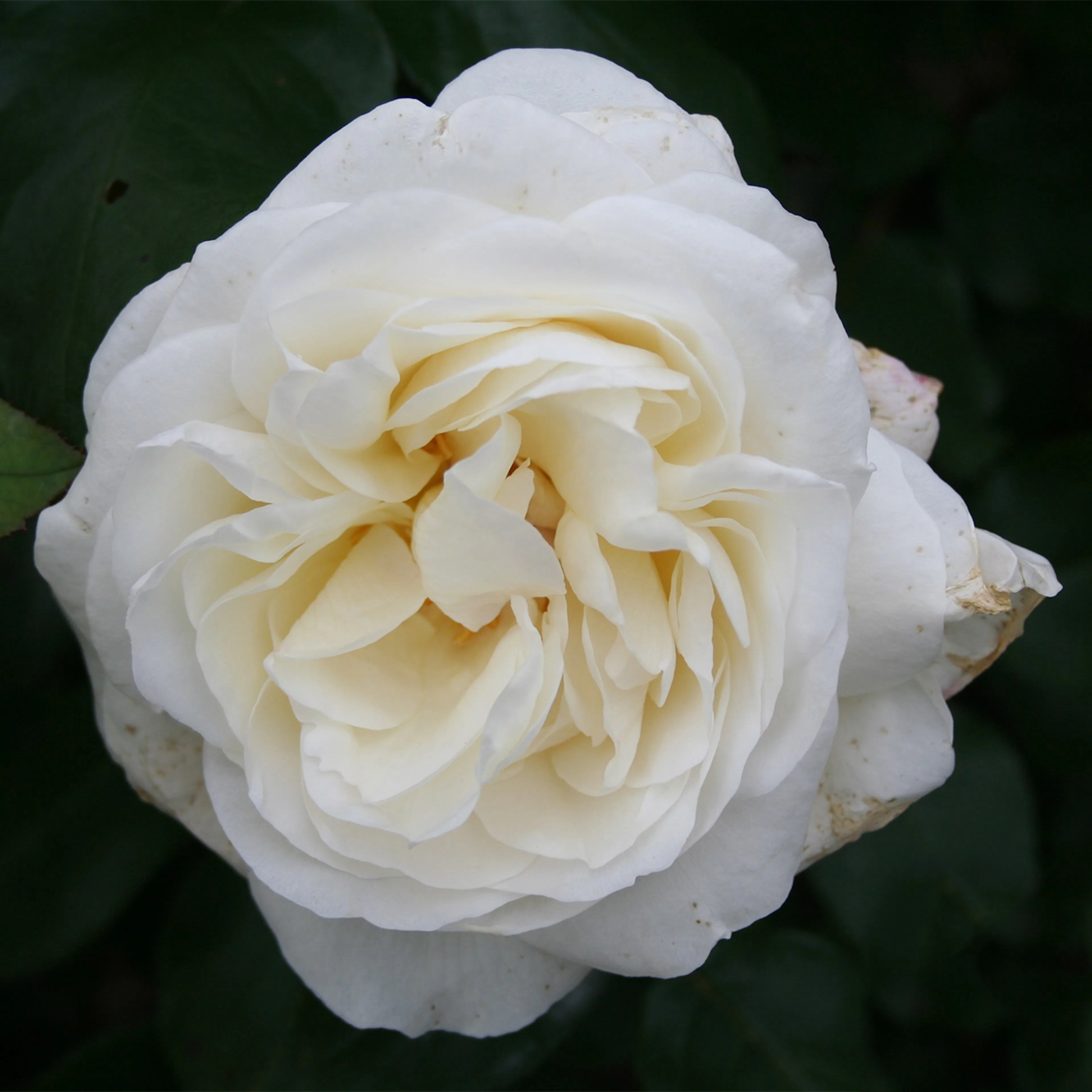 Rosa "Claus Dalby", 1-pack 1-pack