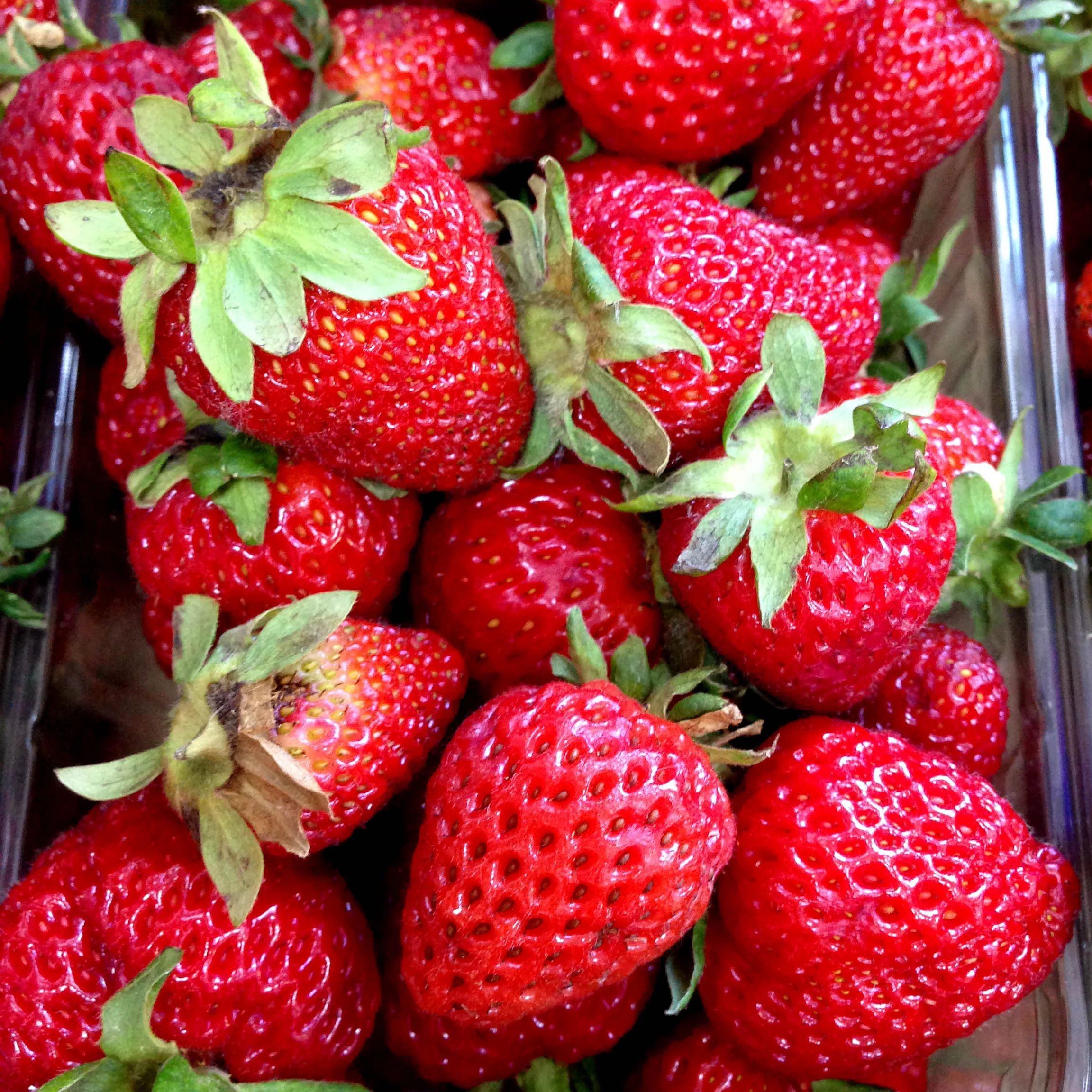 Jordgubbe Omnia Garden Fragaria Ananassa Korona