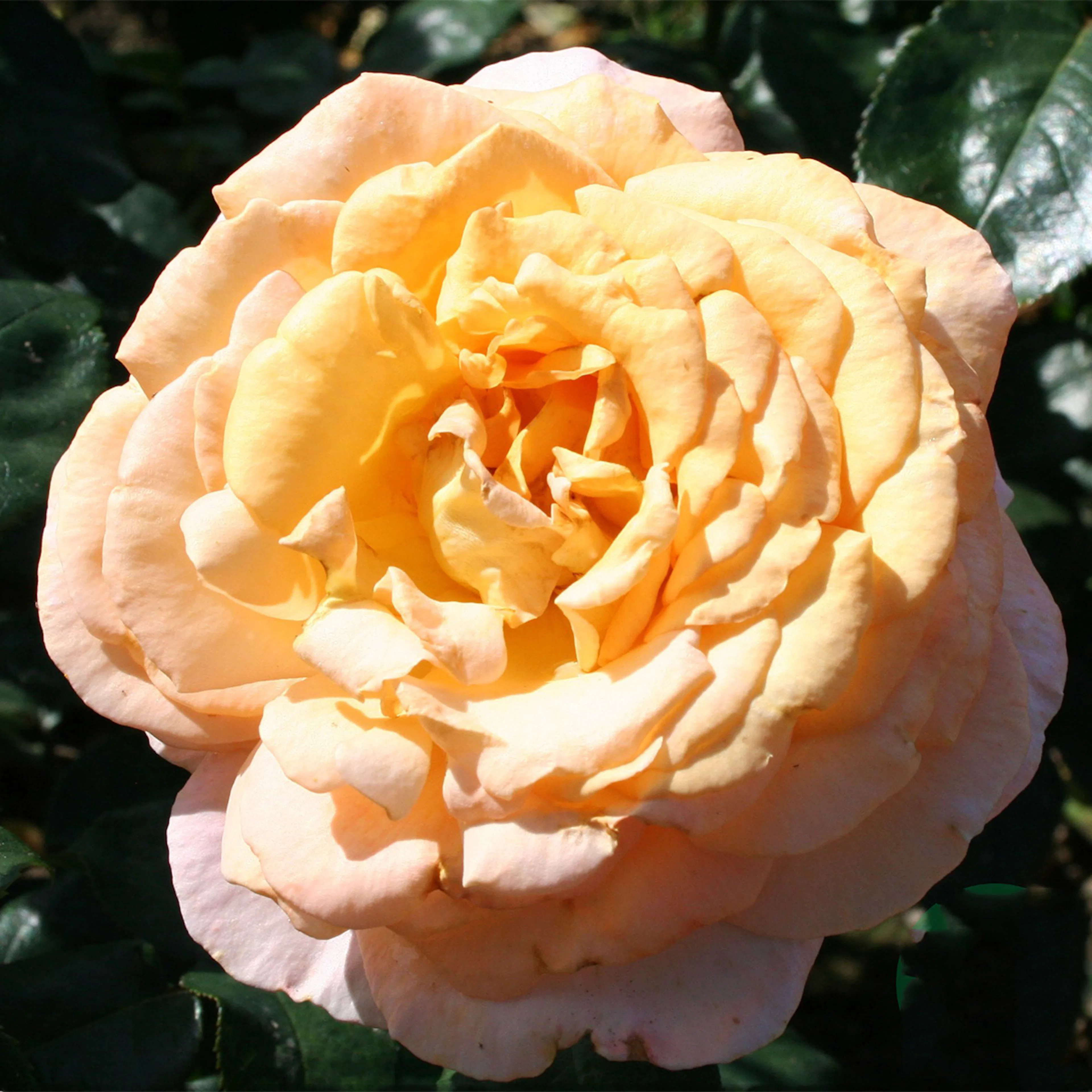 Rosa "Bitten Clausen / Scented Memory", 1-pack 1-pack