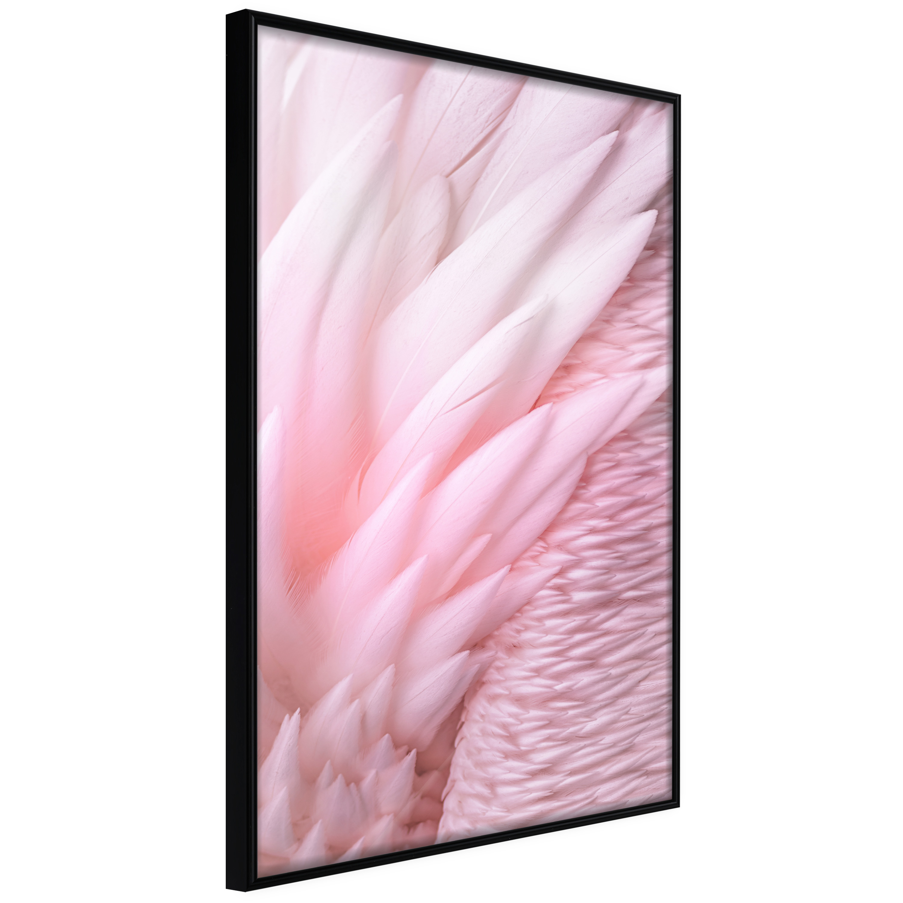 Affisch - Feathers [Poster] 20x30 Svart ram, 20x30 cm