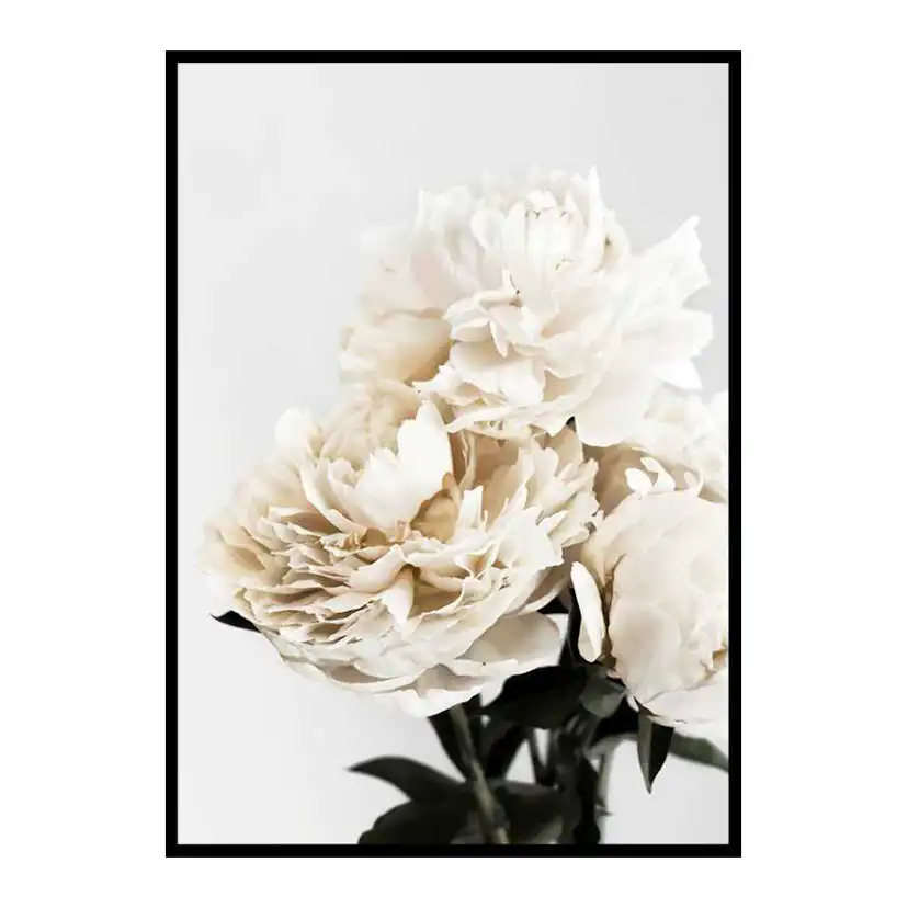 Peonies Closeup 50x70 cm