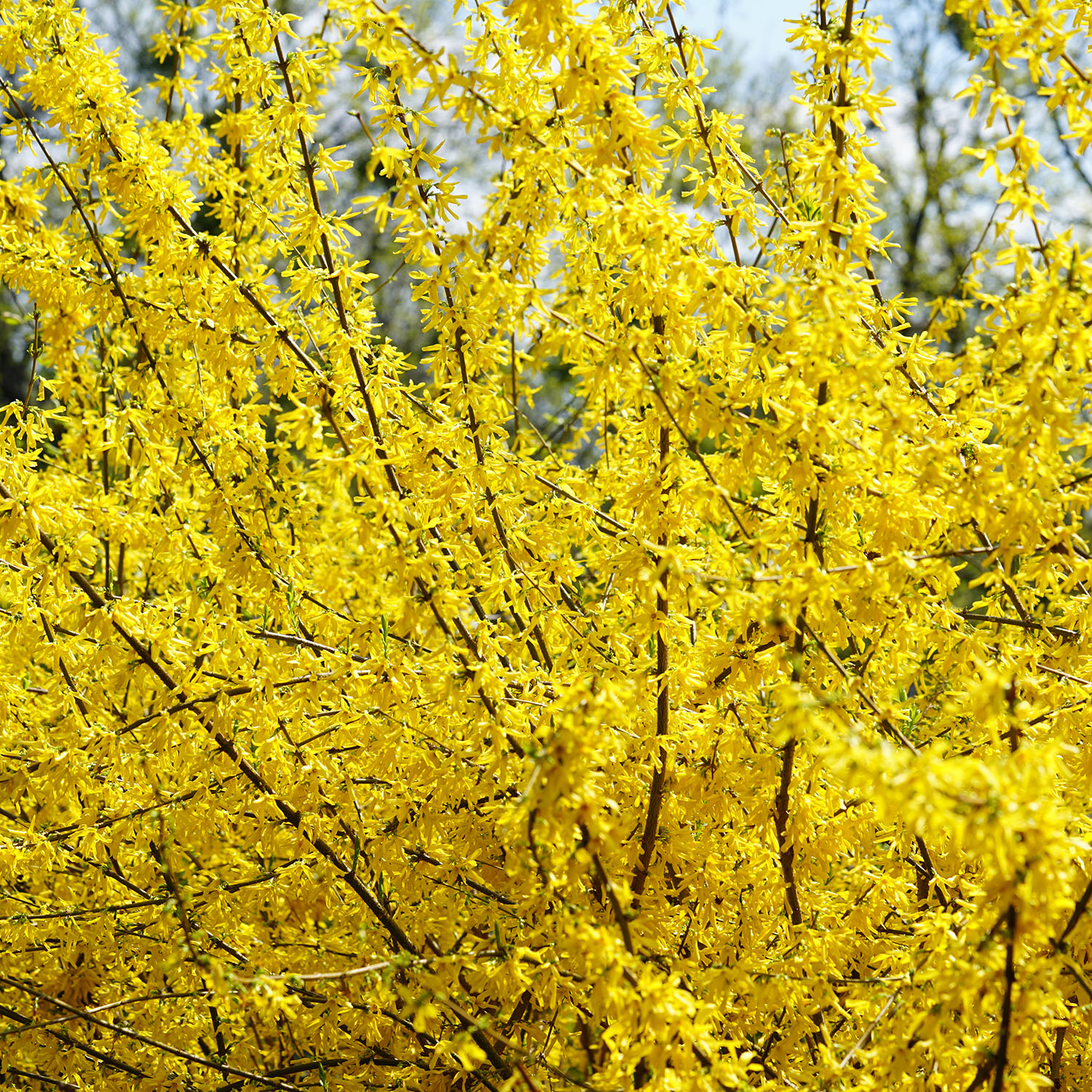 Prydnadsbuske Omnia Garden Prydnadsbuske Hybridforsythia 125-150cm