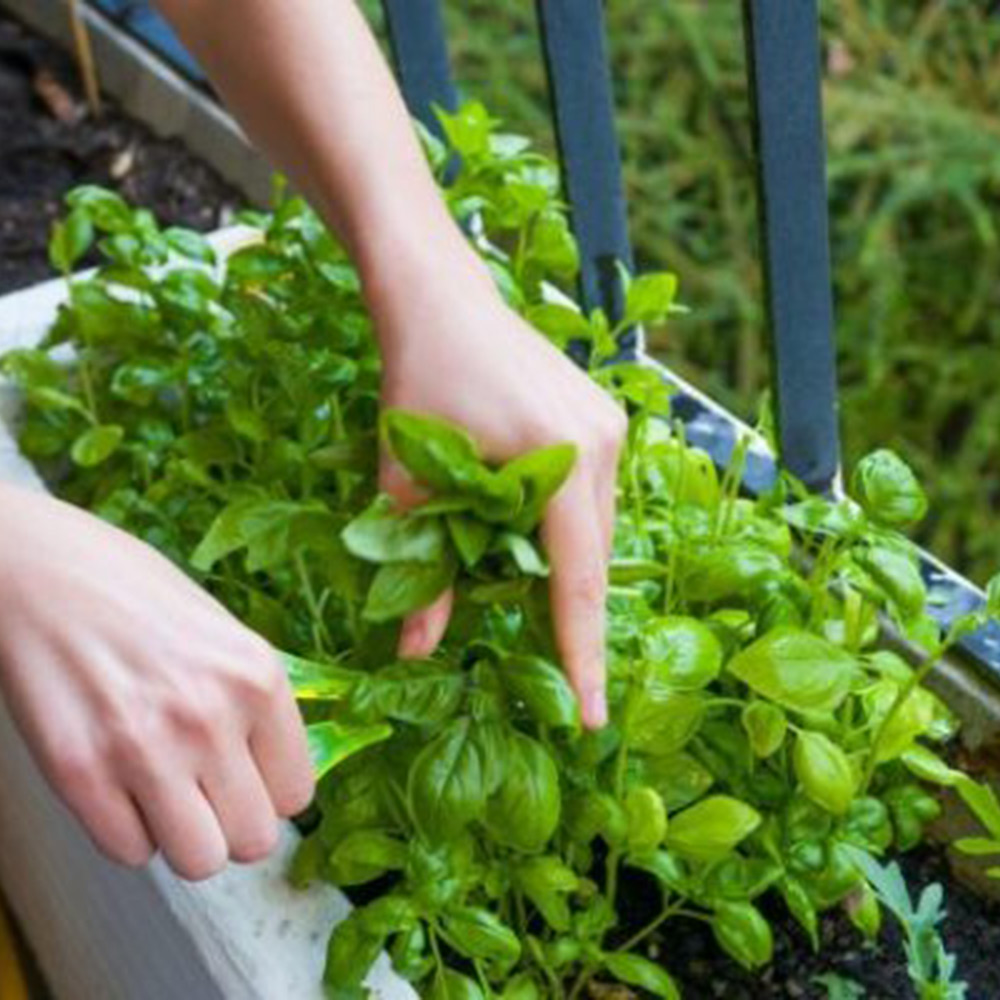 Odlingsmatta Turfquick Mejram