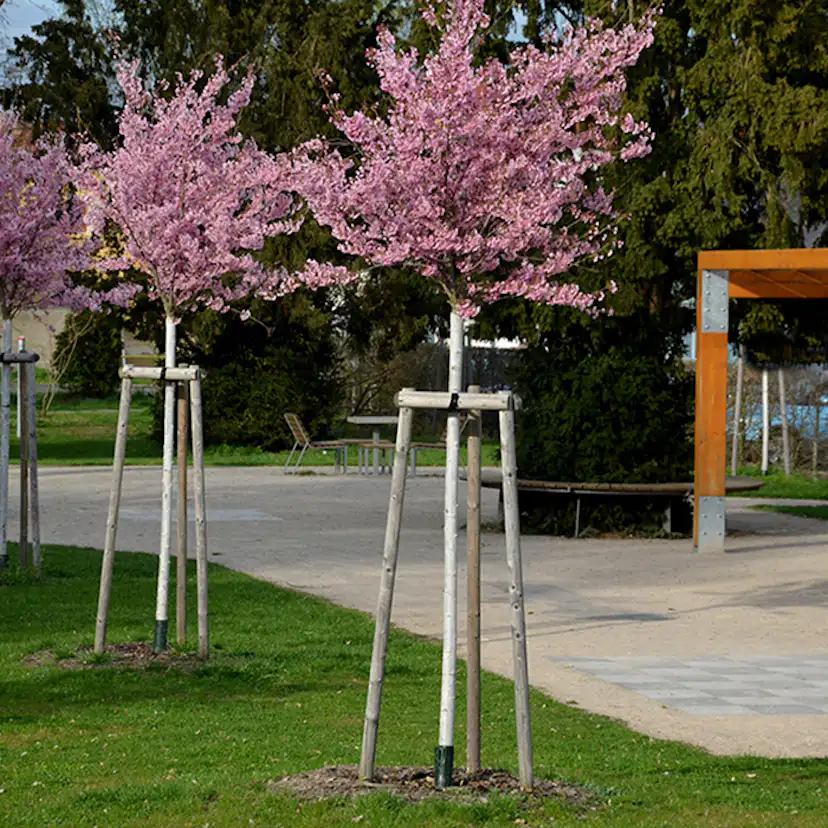 Prydnadsträd Japanskt körsbär Omnia Garden Prunus Kanzan 100-120 cm