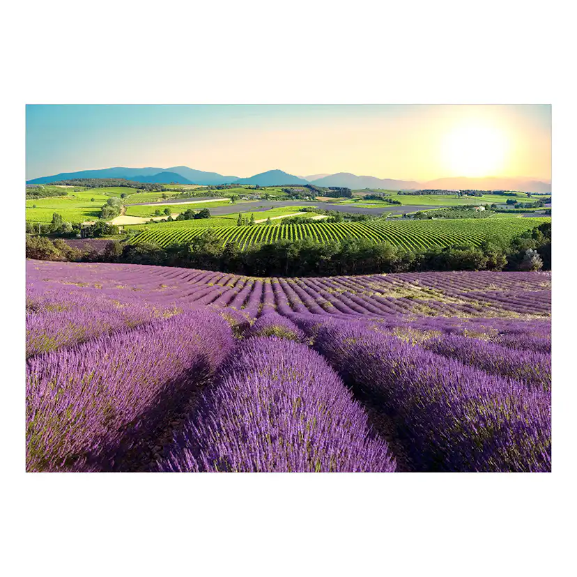 Självhäftande fototapet - Lavender Field 147x105 Storlek: 147x105 cm